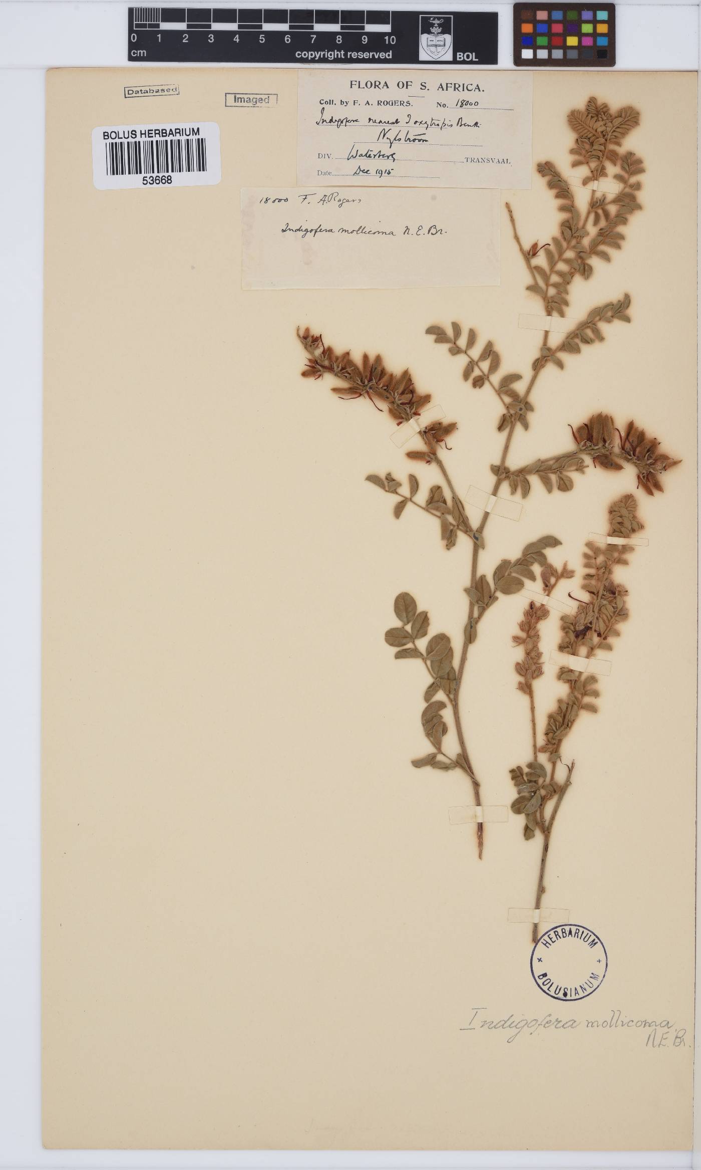 Indigofera mollicoma image