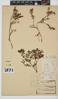 Indigofera sanguinea image