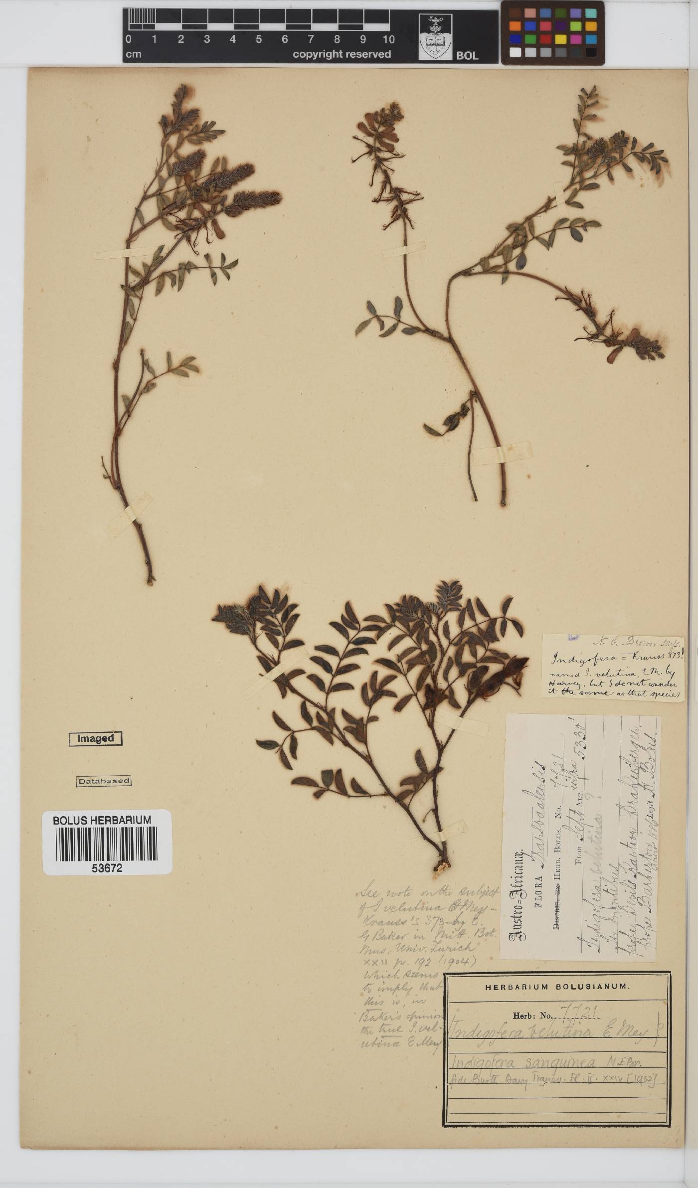 Indigofera sanguinea image