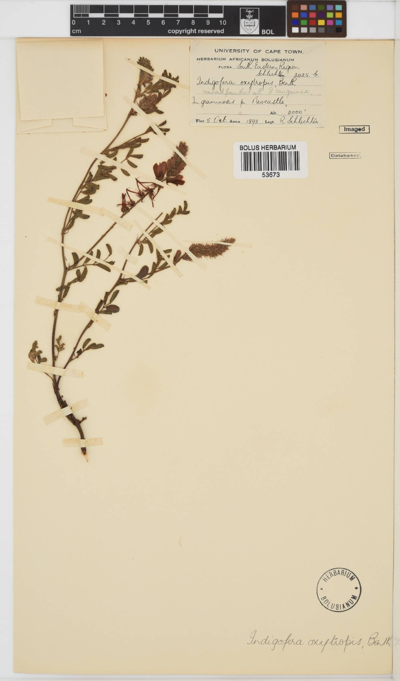 Indigofera sanguinea image