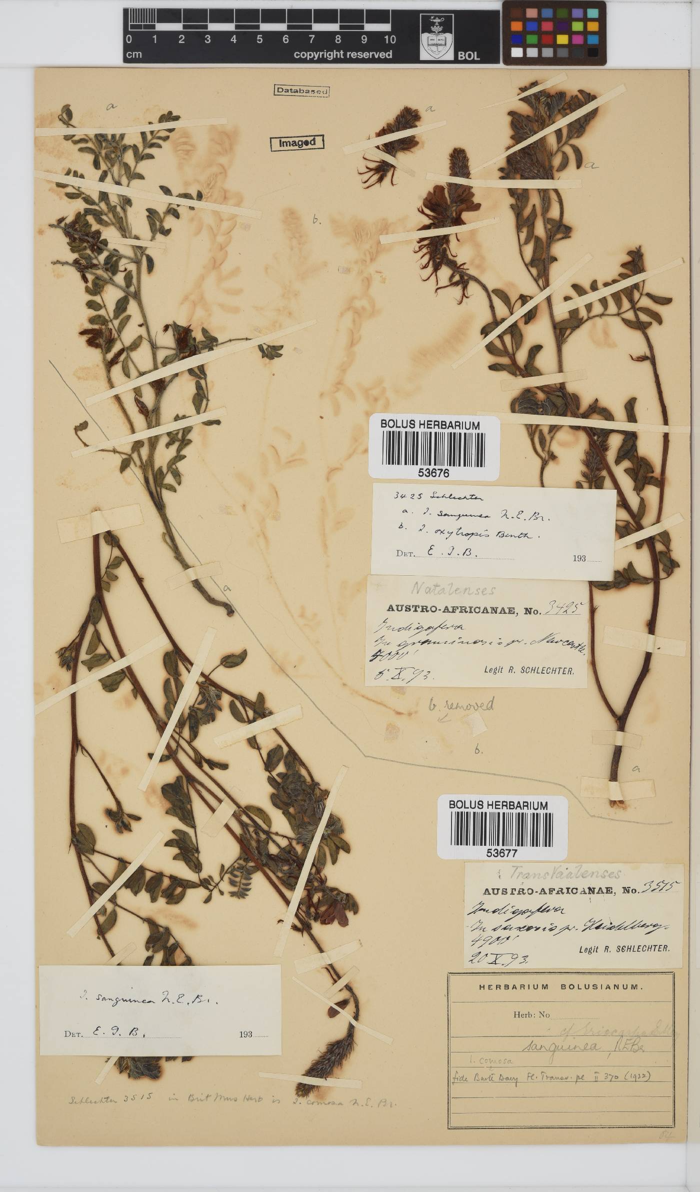 Indigofera sanguinea image