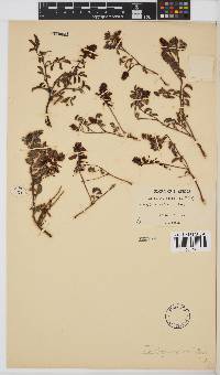 Indigofera sanguinea image