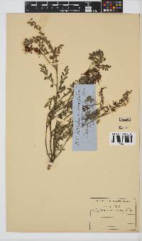 Indigofera sanguinea image