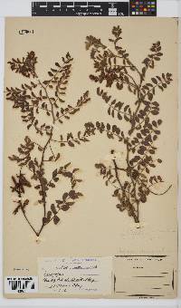 Indigofera sanguinea image