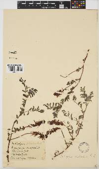 Indigofera sanguinea image