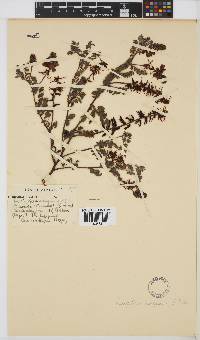 Indigofera sanguinea image