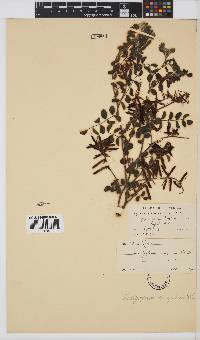 Indigofera sanguinea image