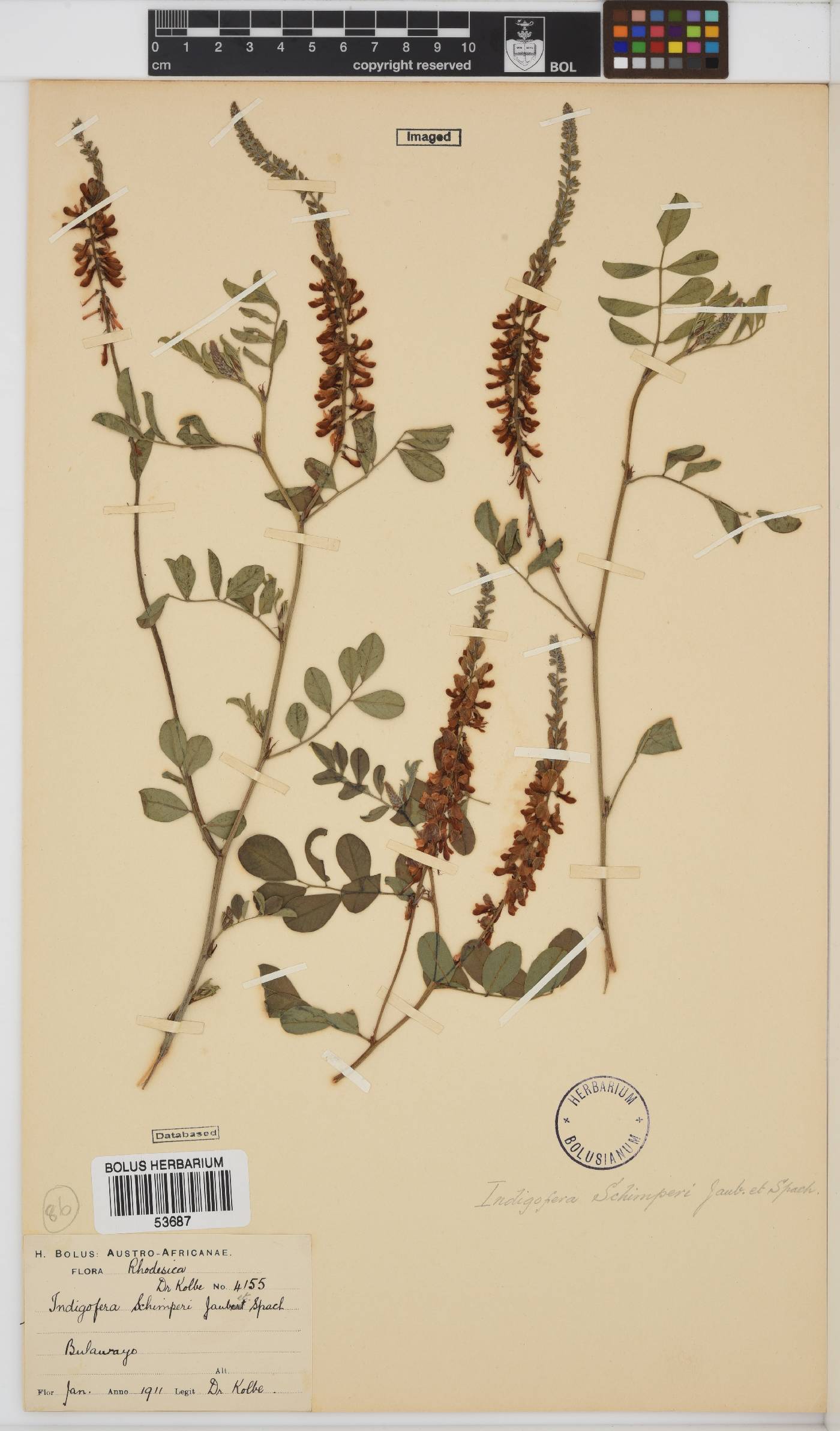 Indigofera schimperi image