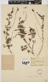 Indigofera schimperi image