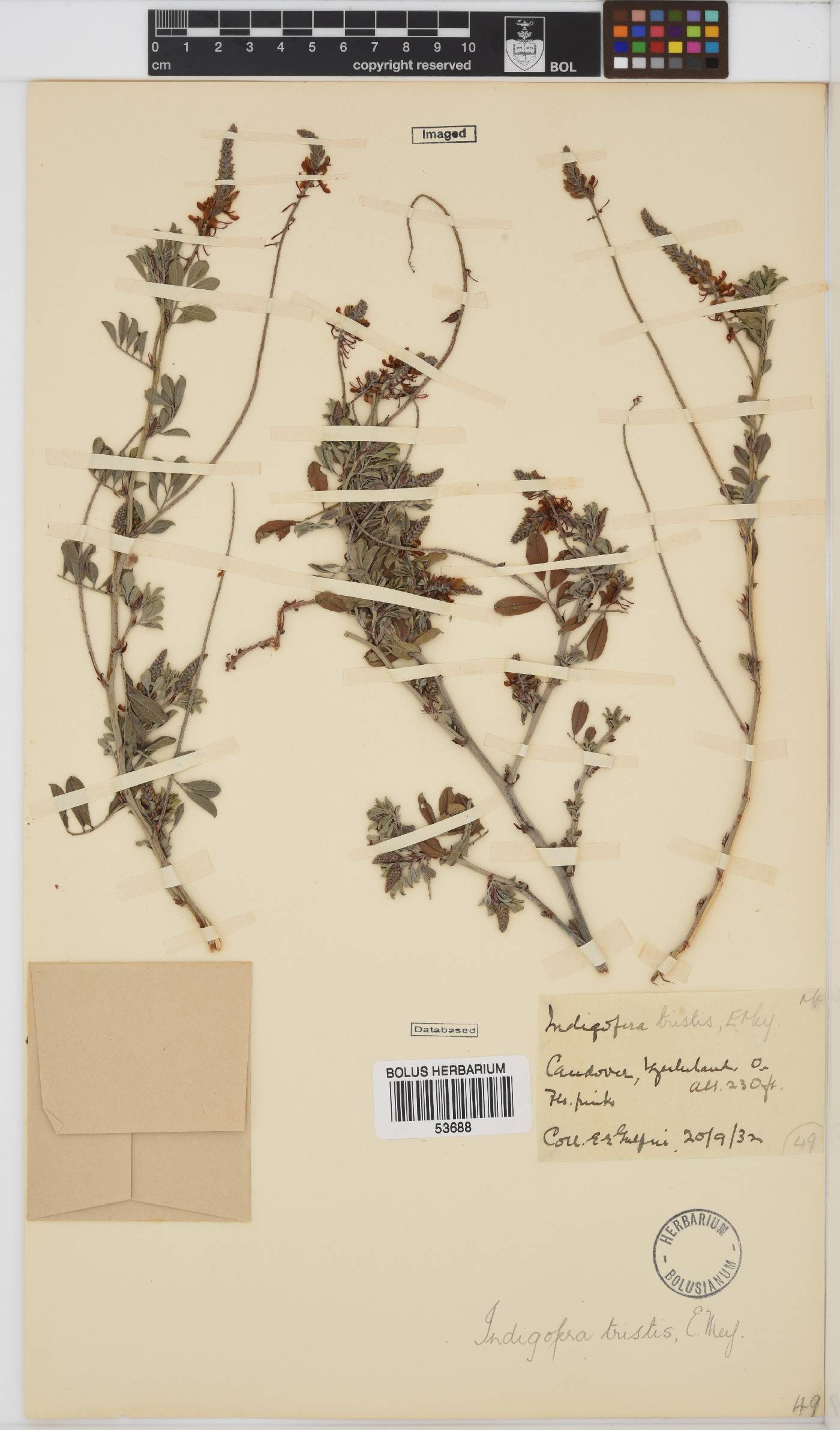 Indigofera schimperi image