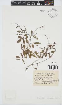 Indigofera schimperi image