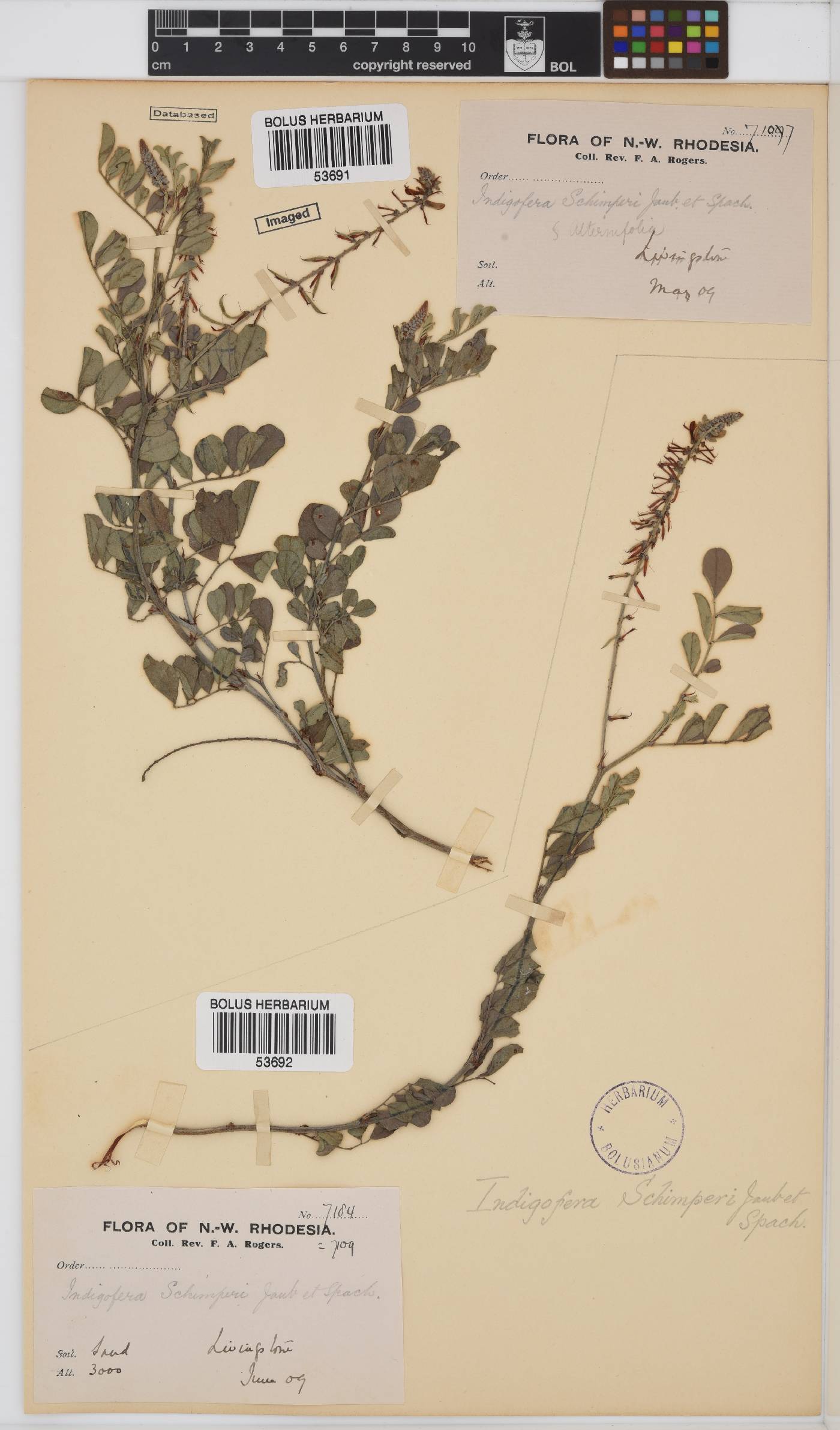 Indigofera schimperi image