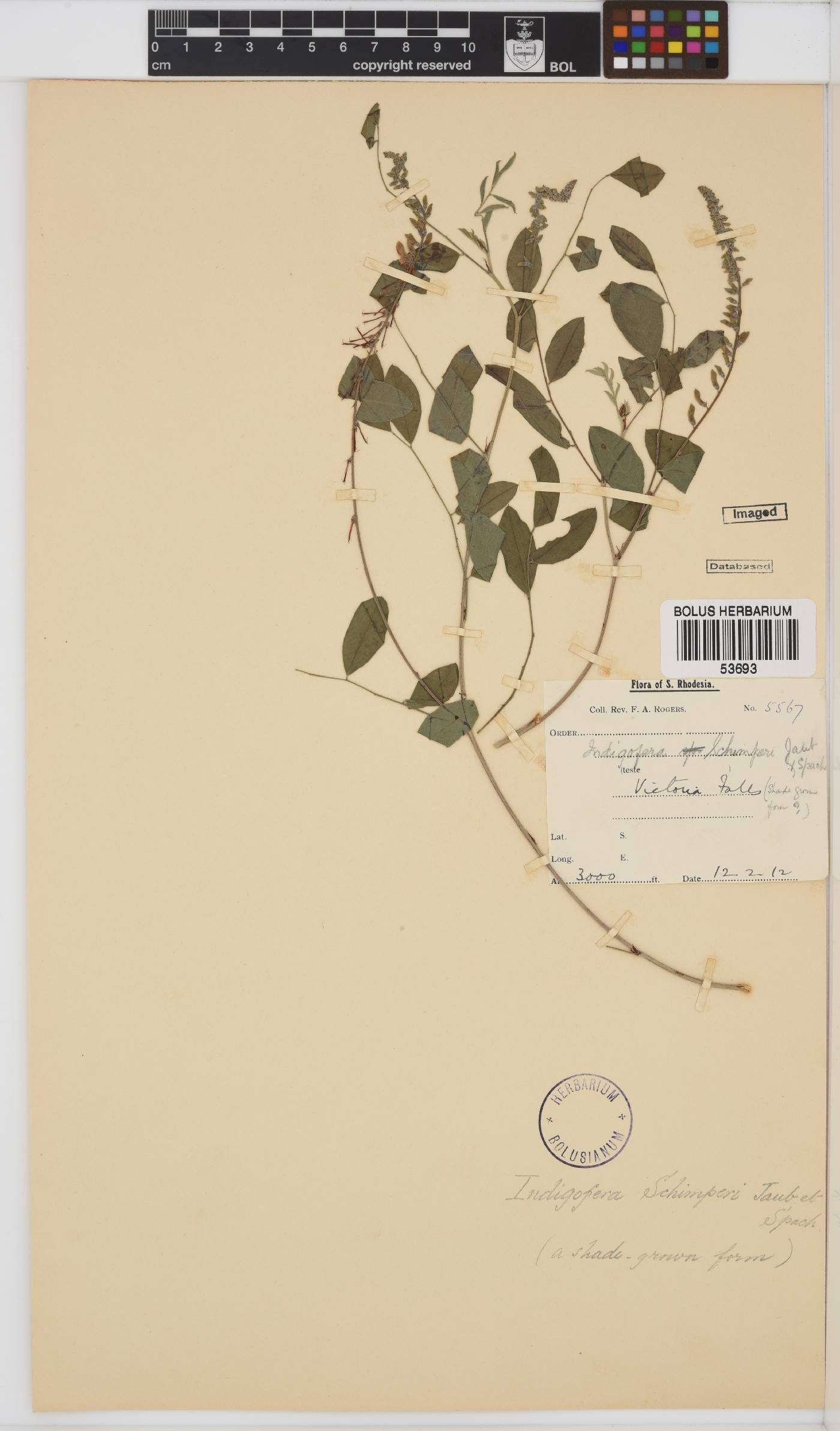 Indigofera schimperi image