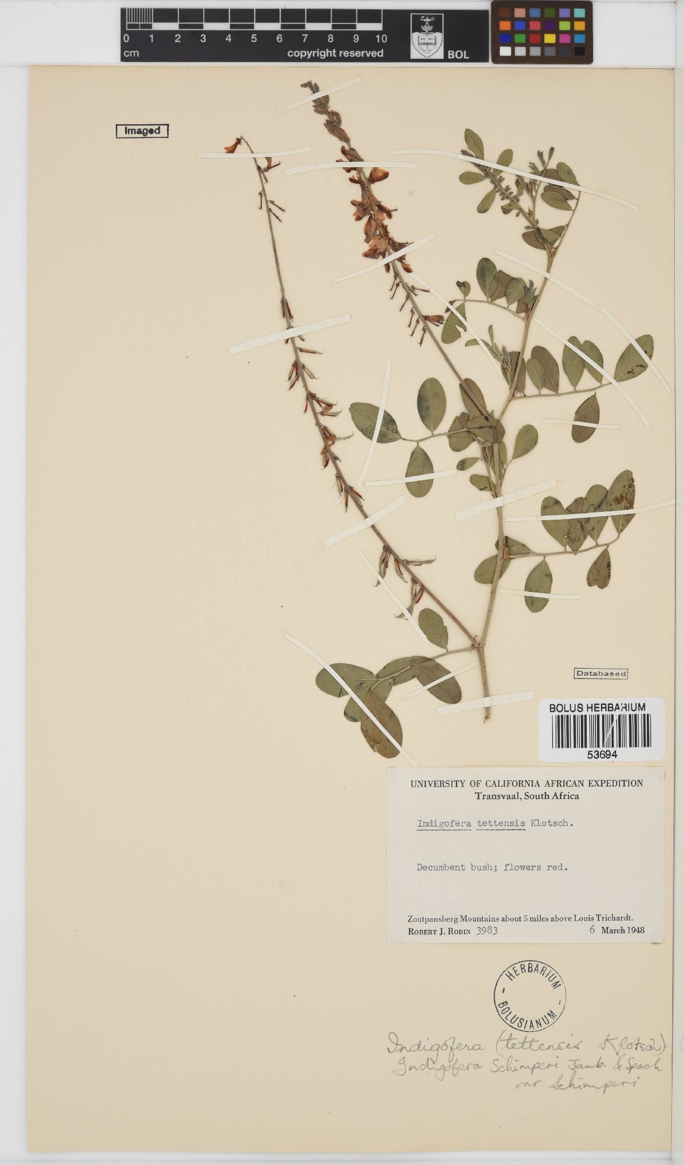 Indigofera schimperi var. schimperi image