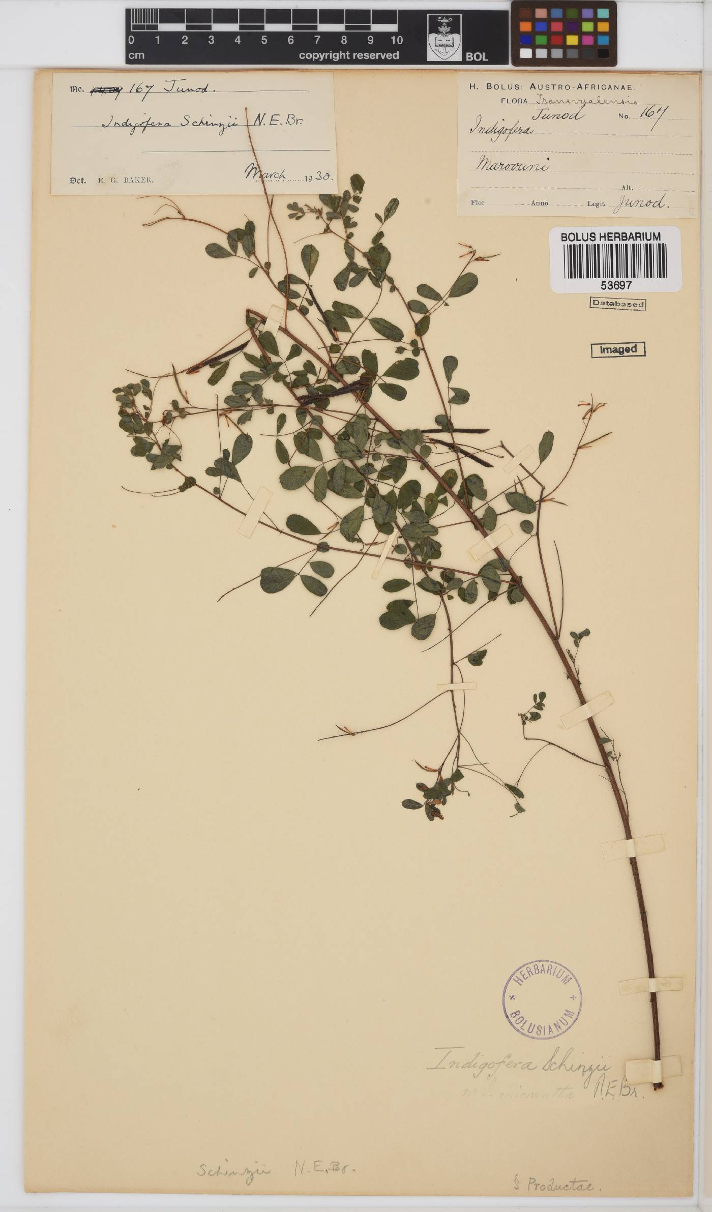 Indigofera schinzii image