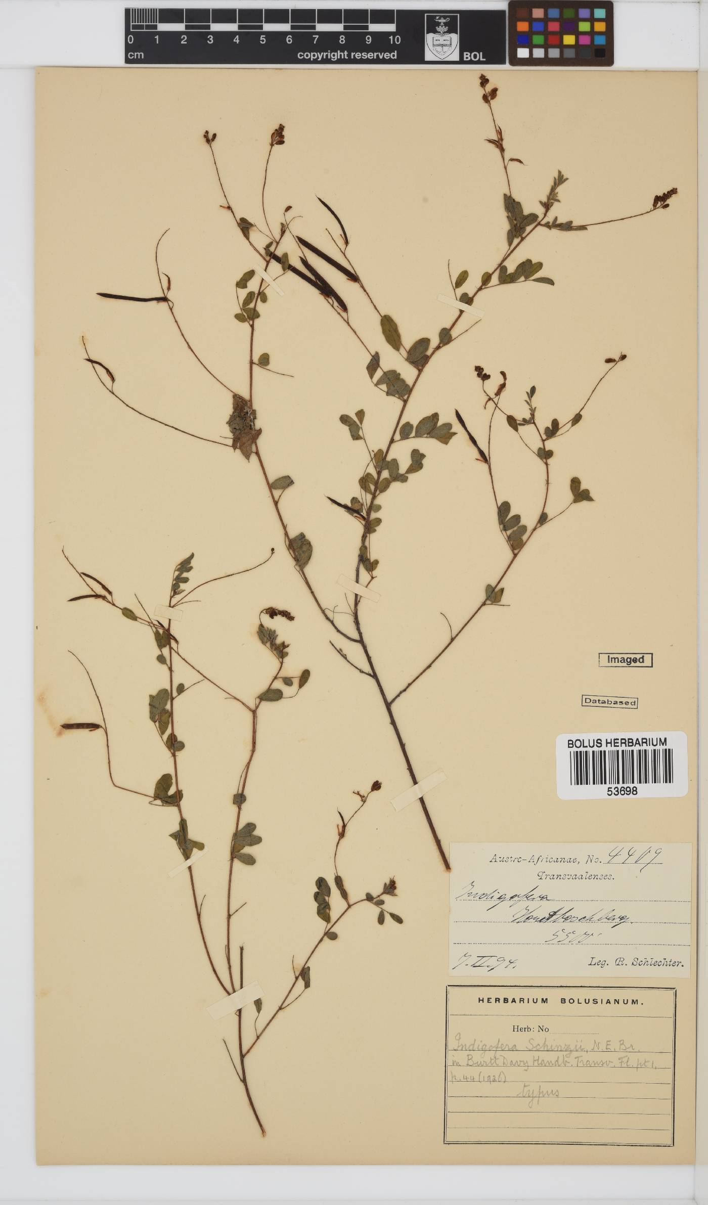 Indigofera schinzii image