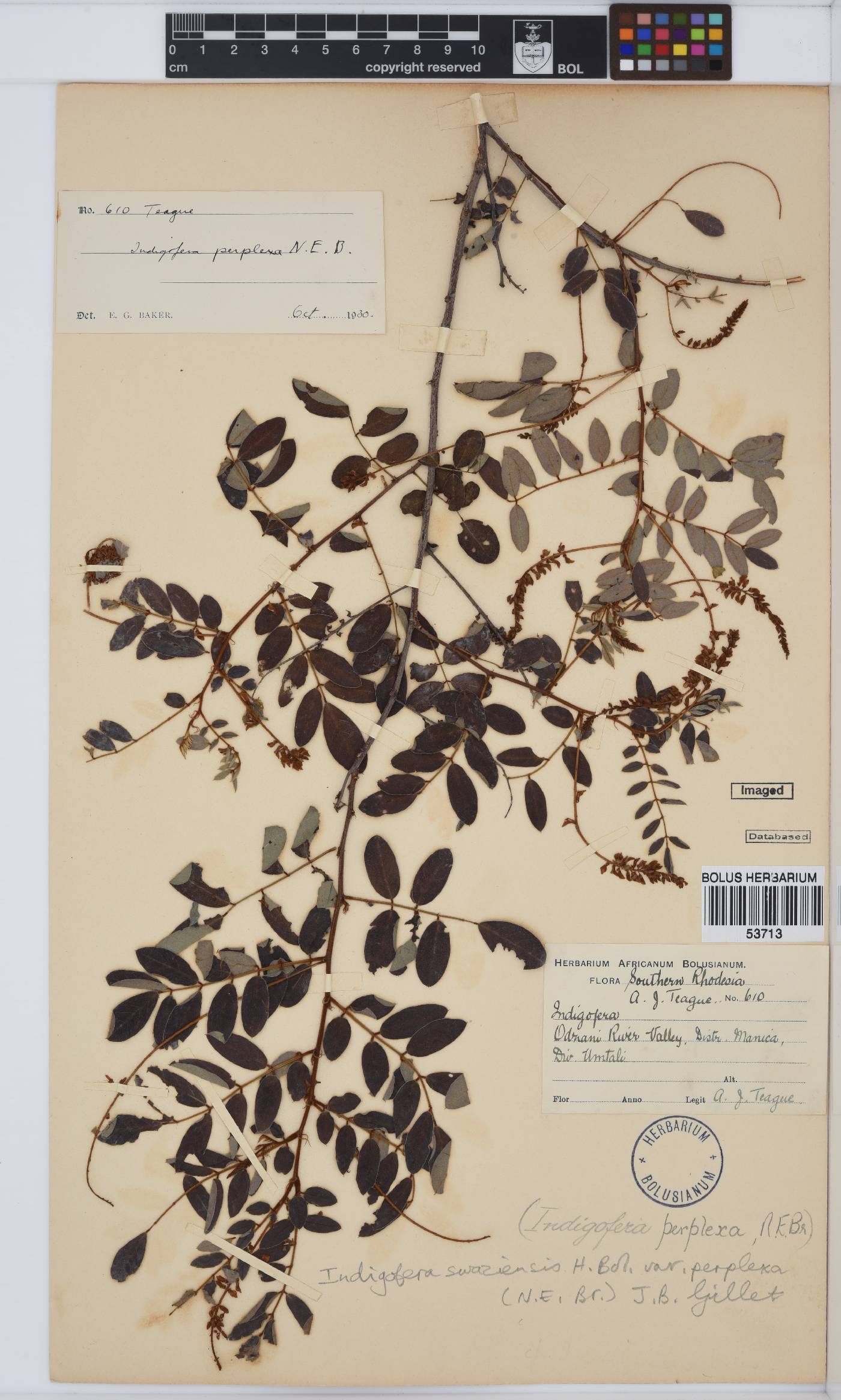 Indigofera swaziensis image