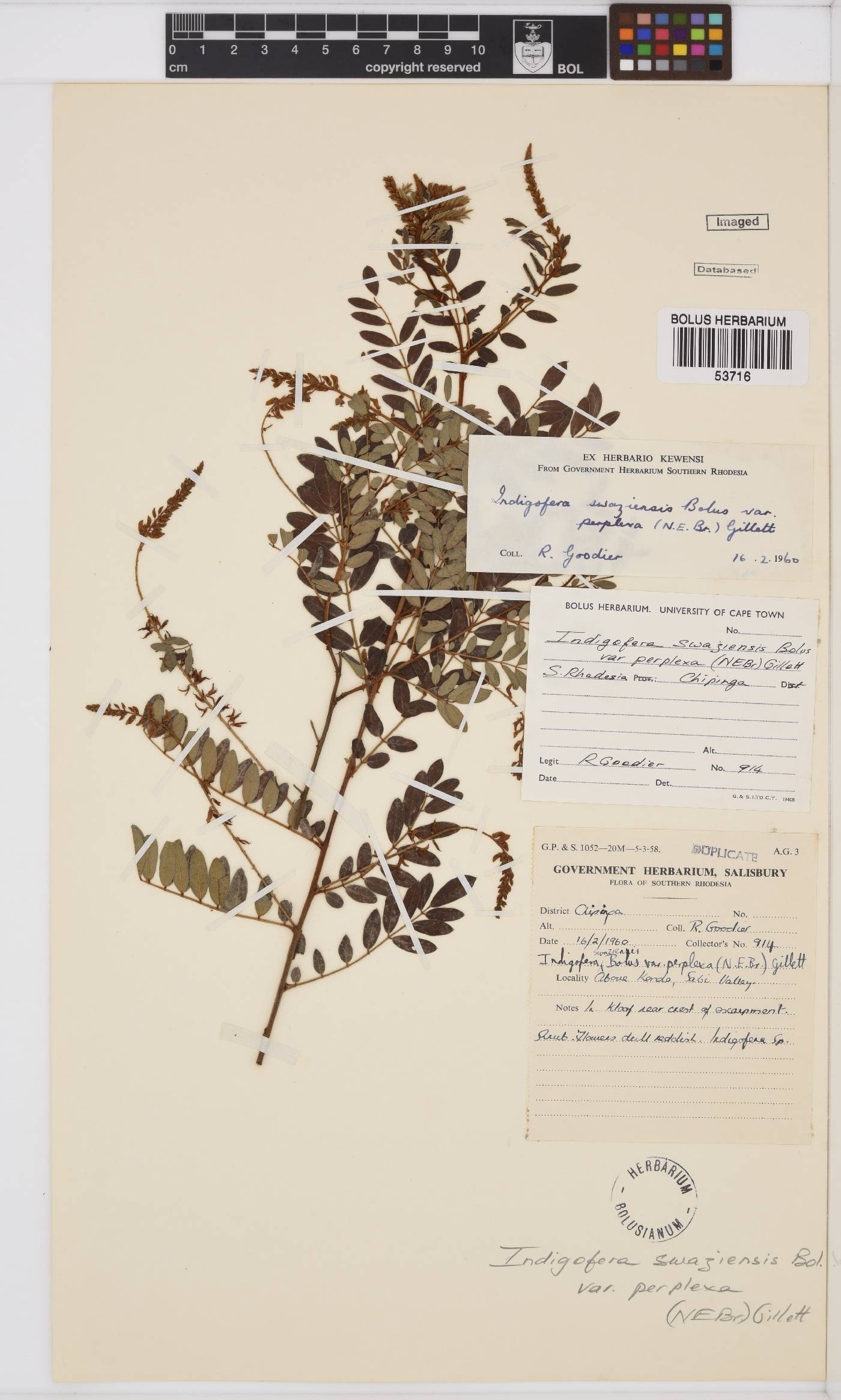 Indigofera swaziensis image