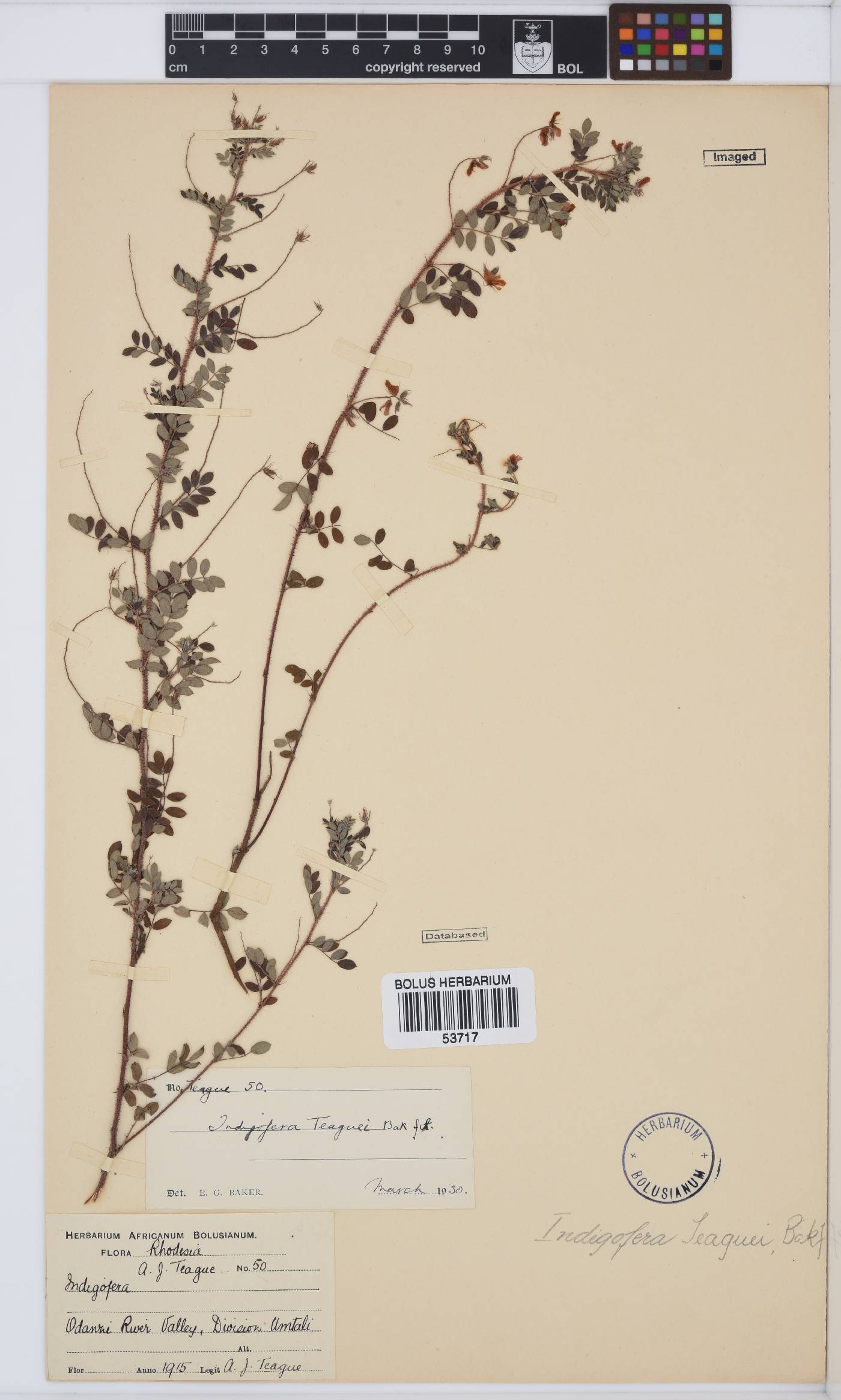 Indigofera teaguei image