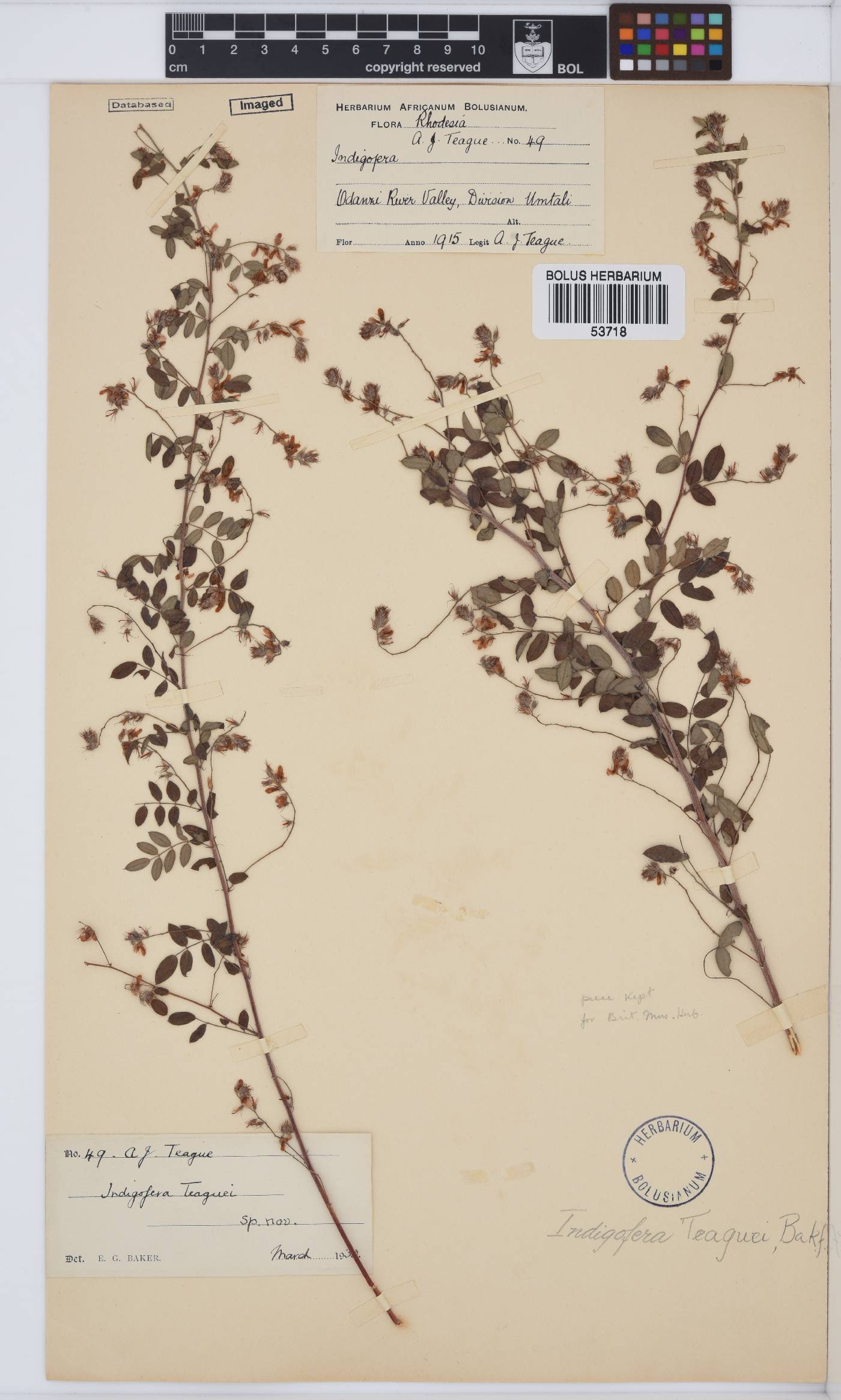 Indigofera teaguei image