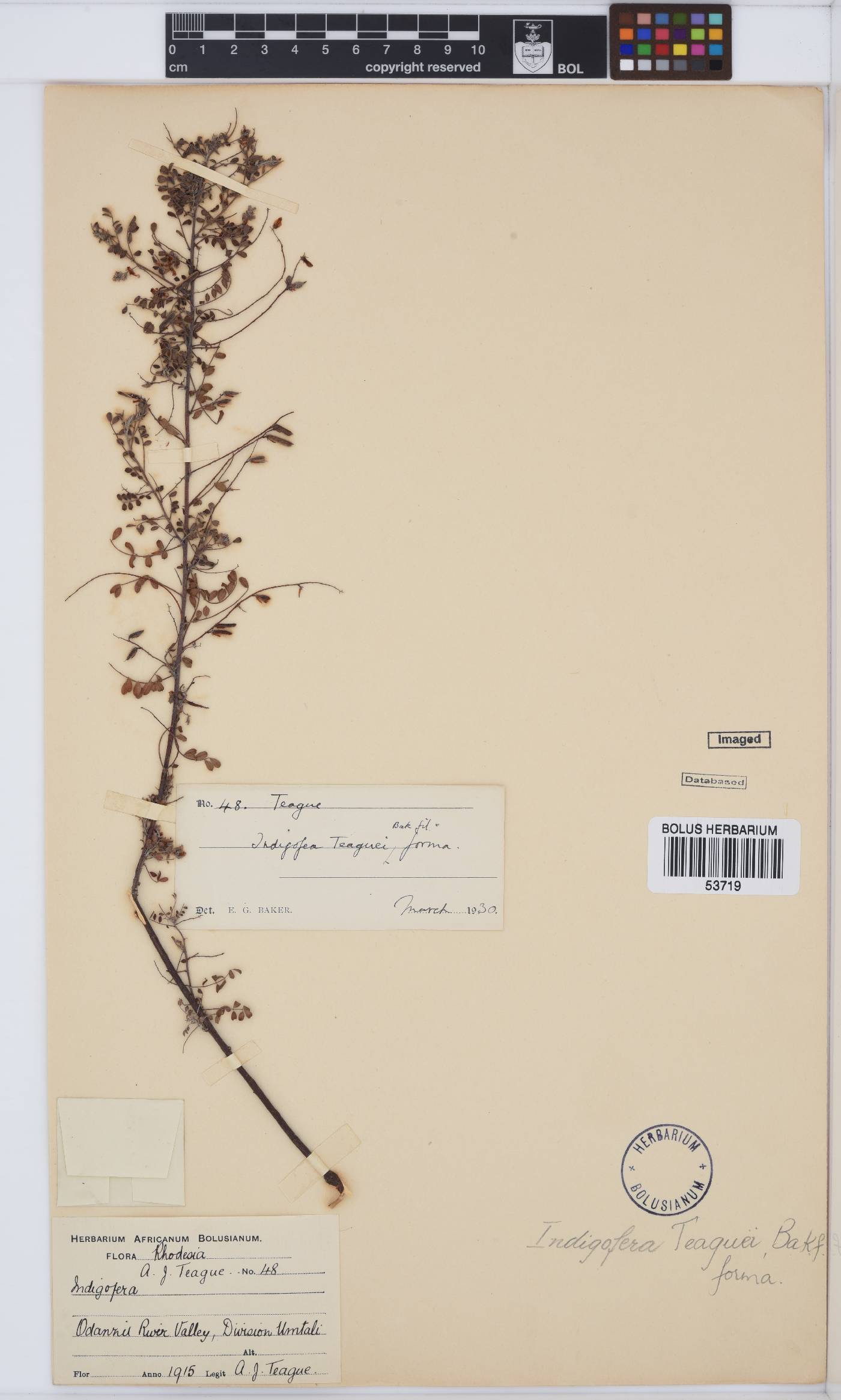 Indigofera teaguei image