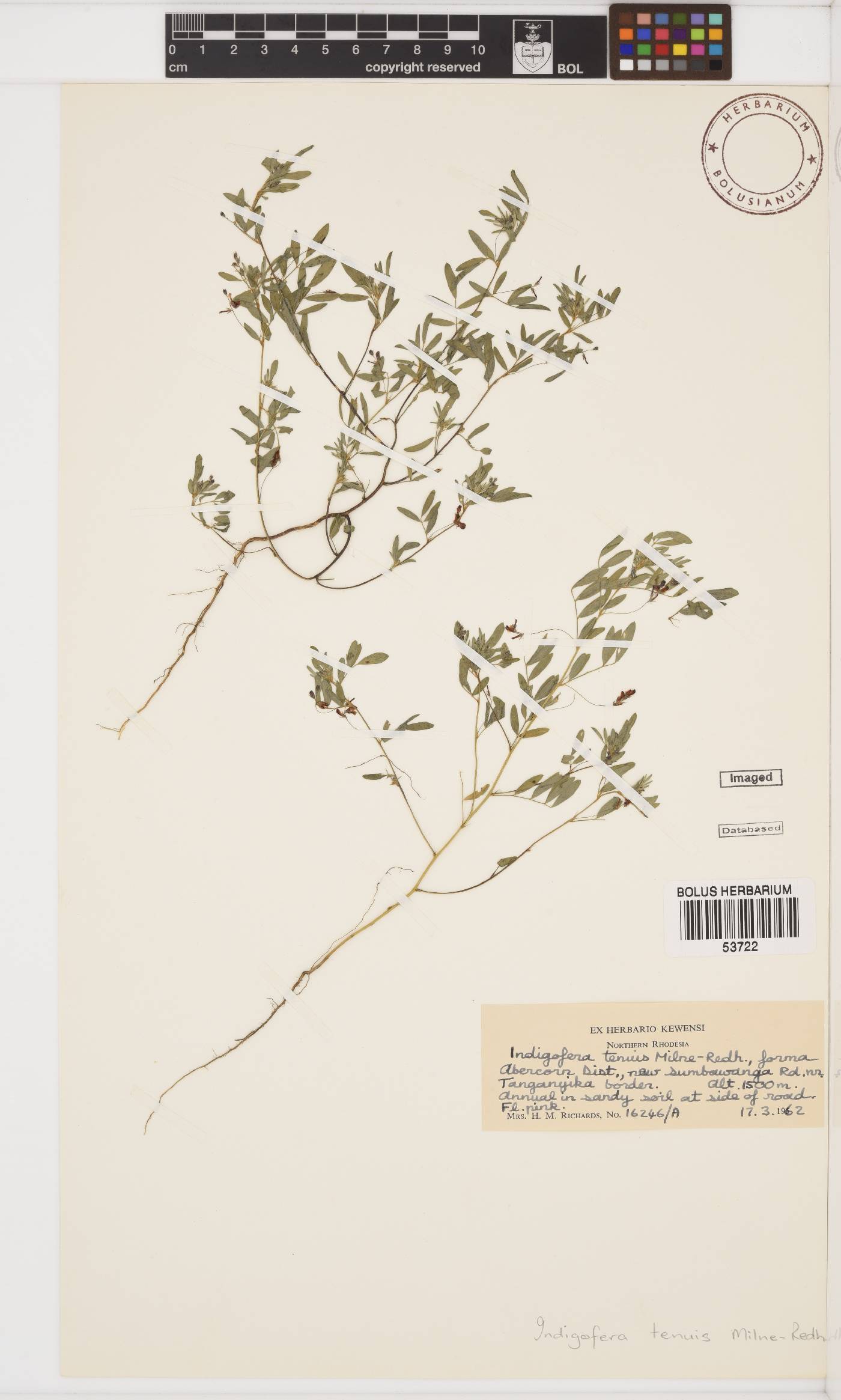 Indigofera dissitiflora var. tenuis image