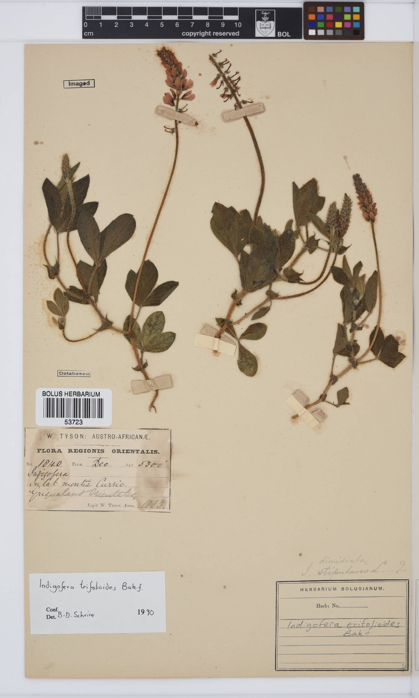 Indigofera trifolioides image