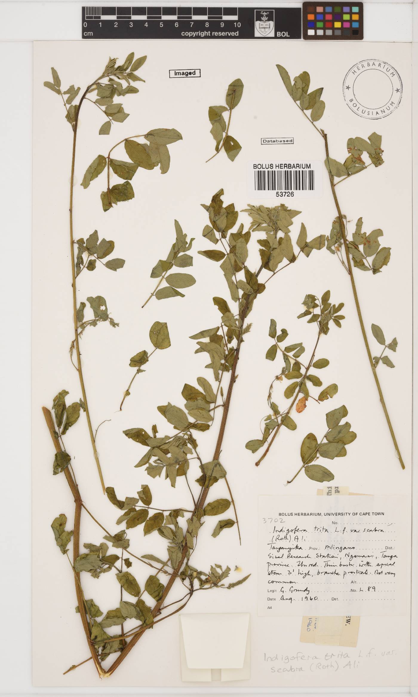 Indigofera subulata var. scabra image