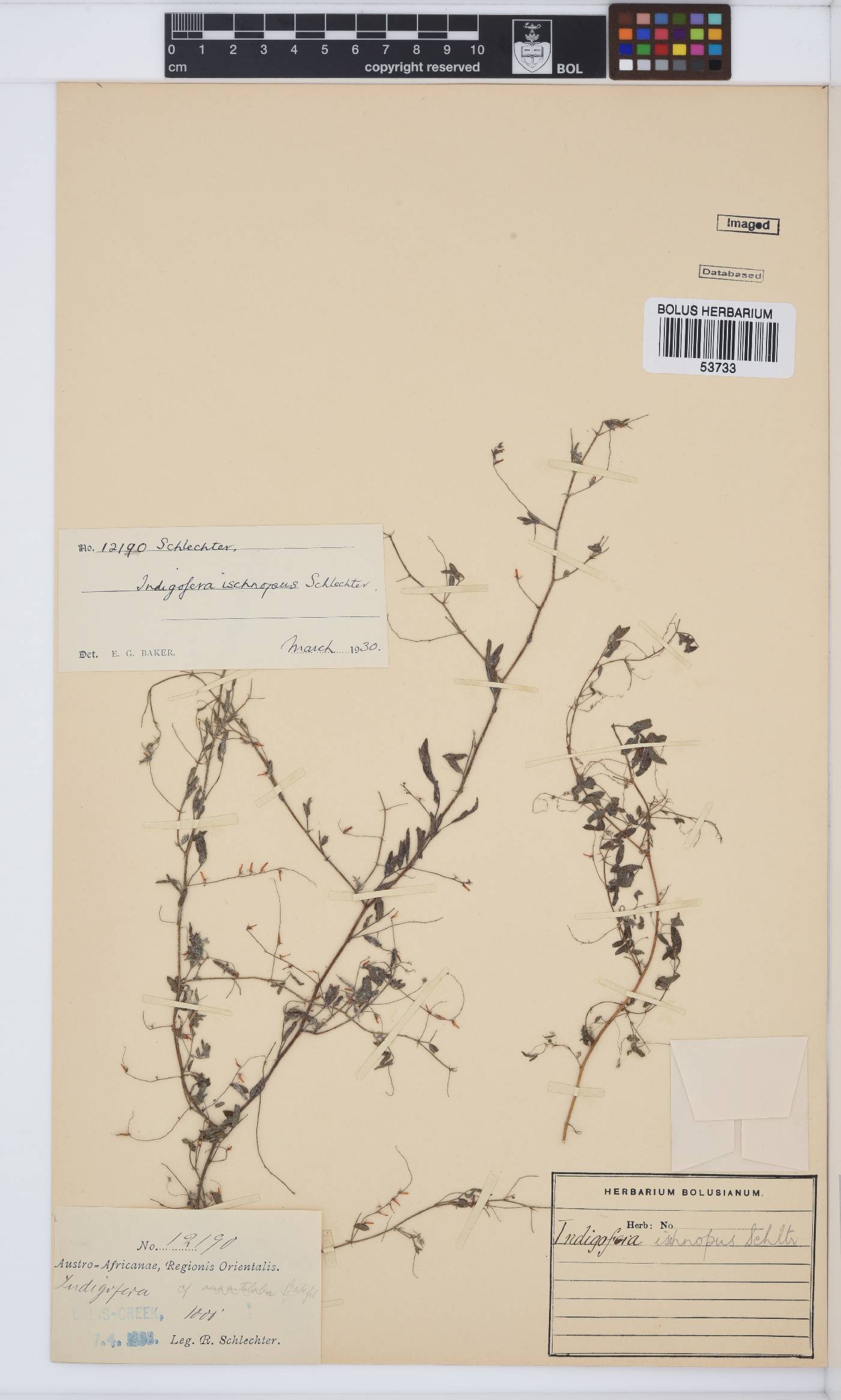 Indigofera vicioides image