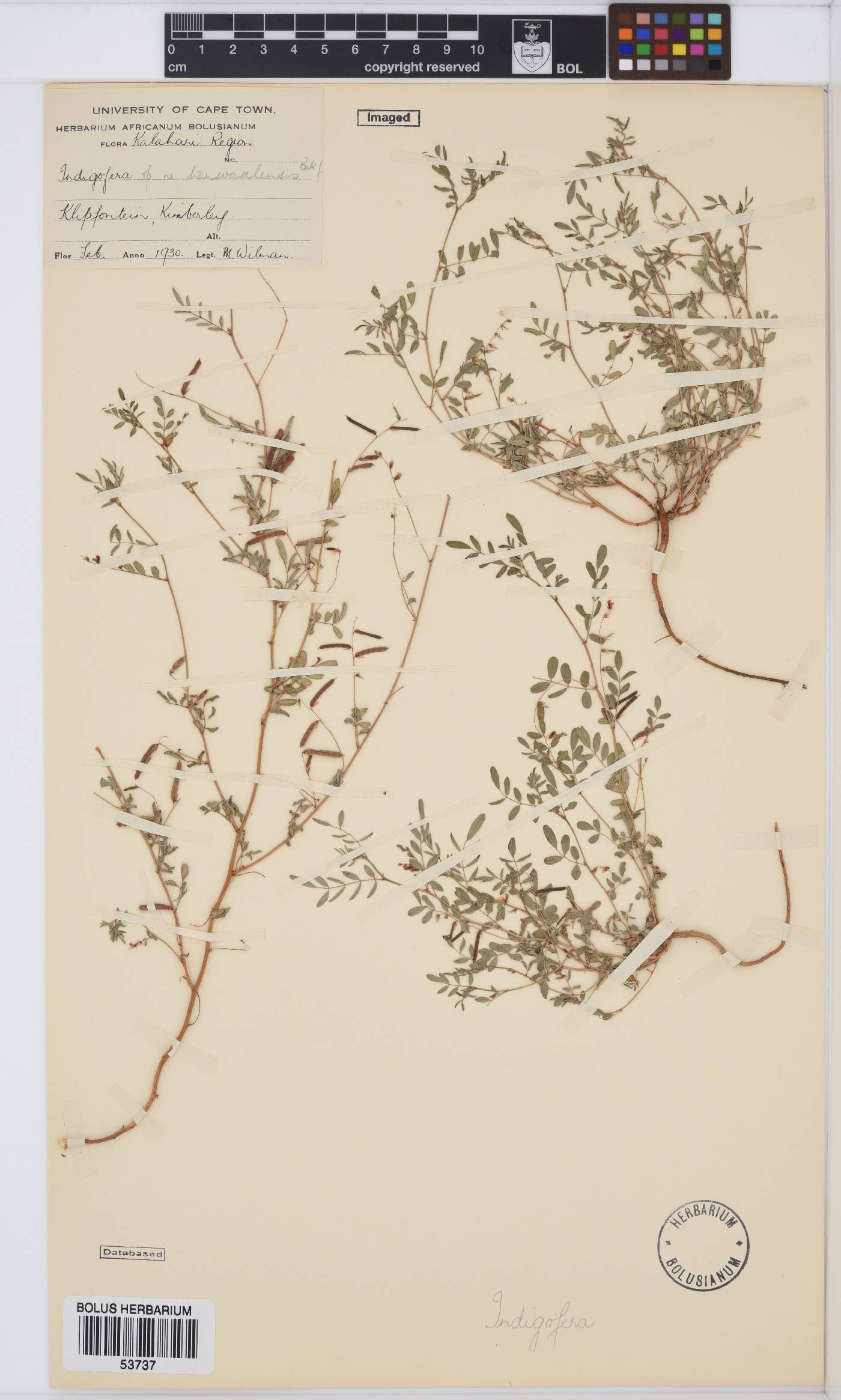 Indigofera vicioides image