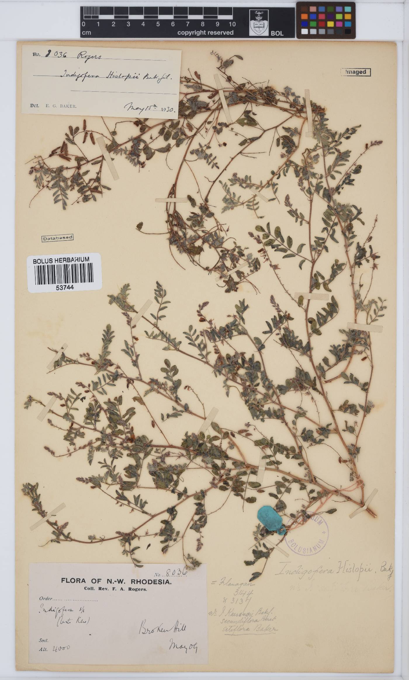 Indigofera vicioides image