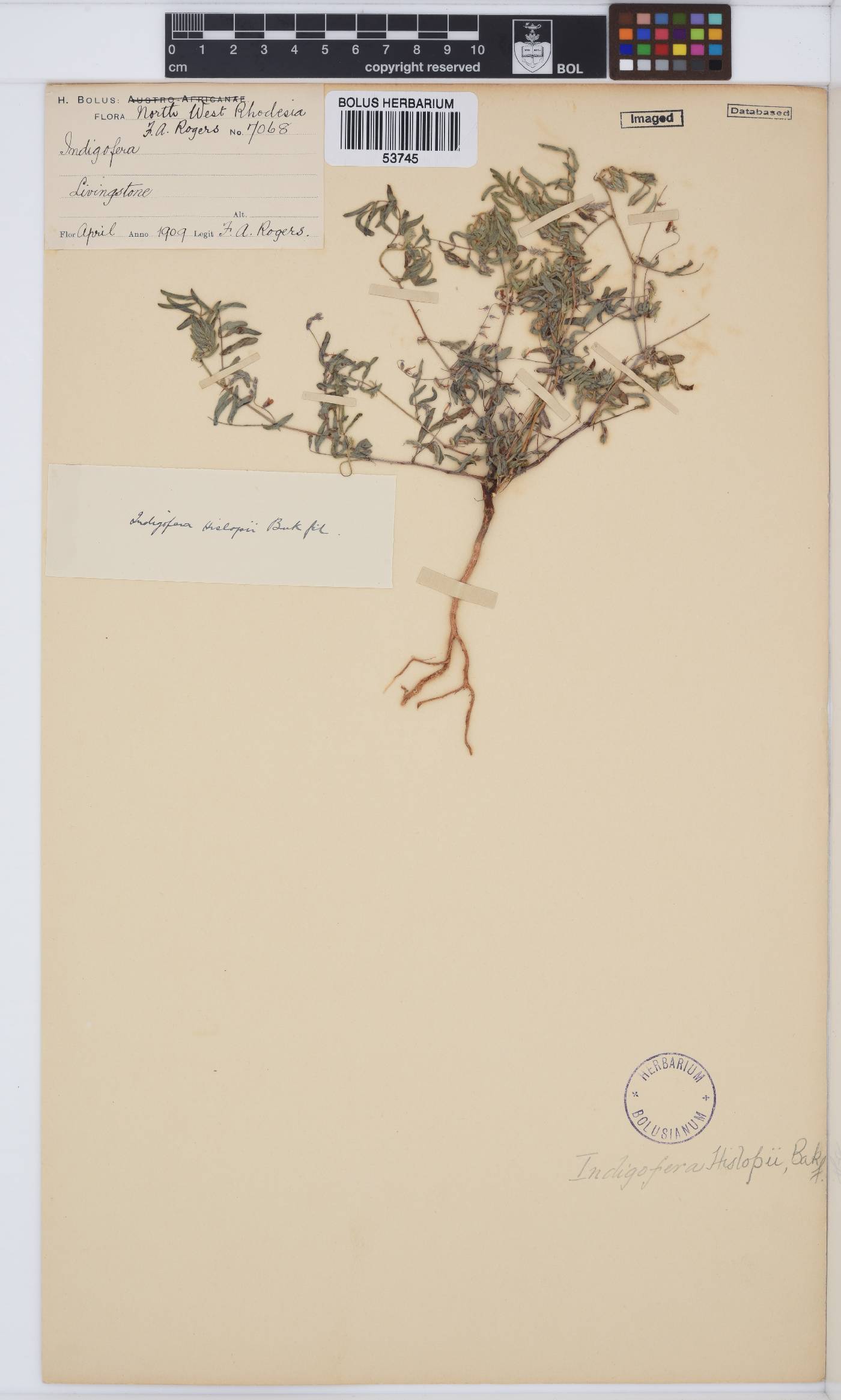 Indigofera vicioides image