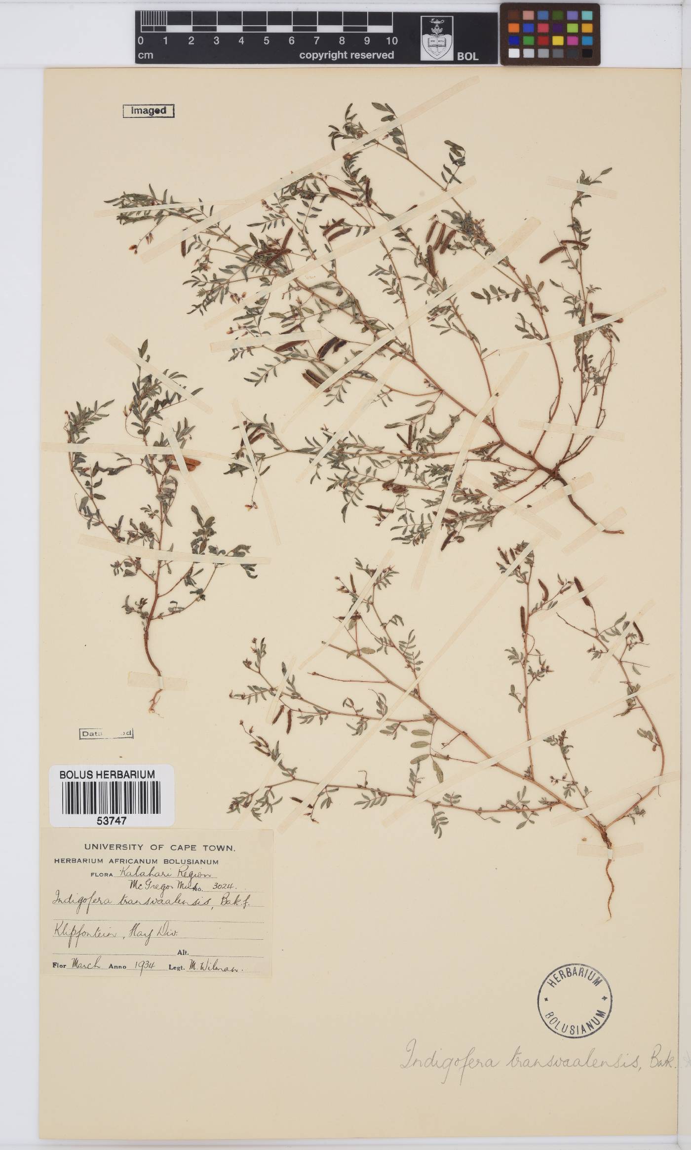 Indigofera vicioides subsp. vicioides image