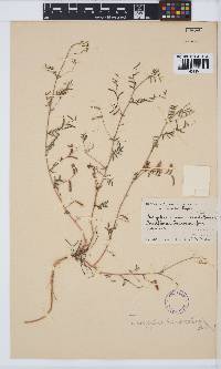 Indigofera vicioides subsp. vicioides image