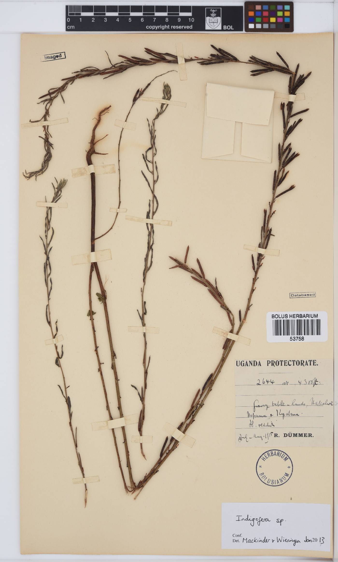 Indigofera image