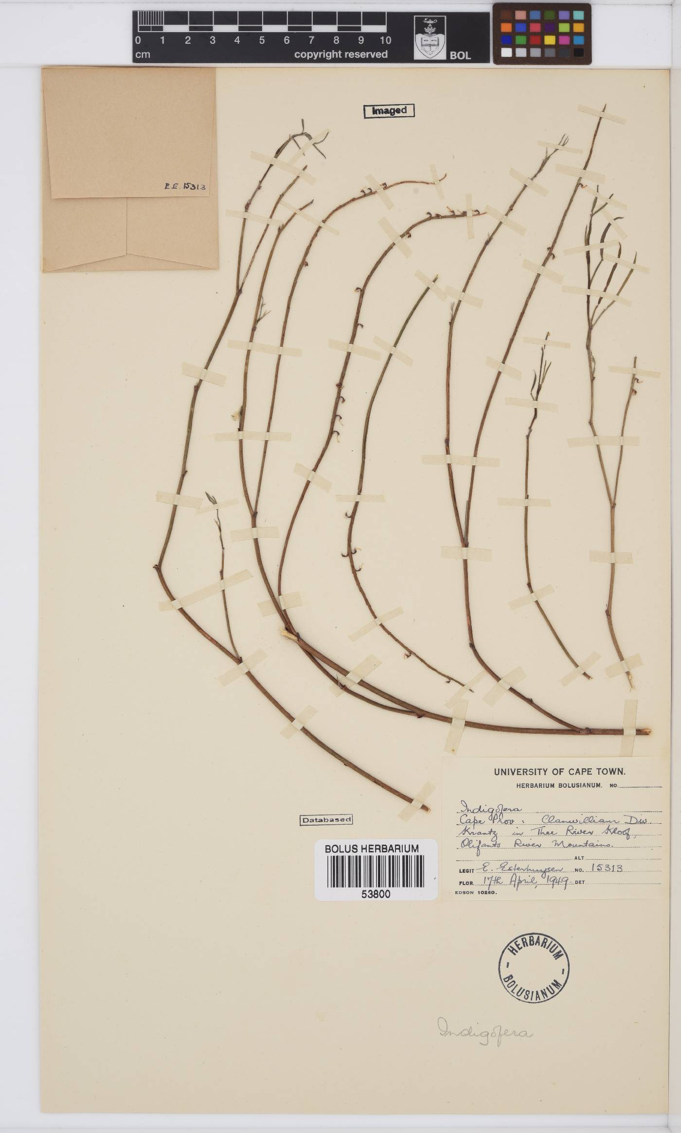 Indigofera venusta image