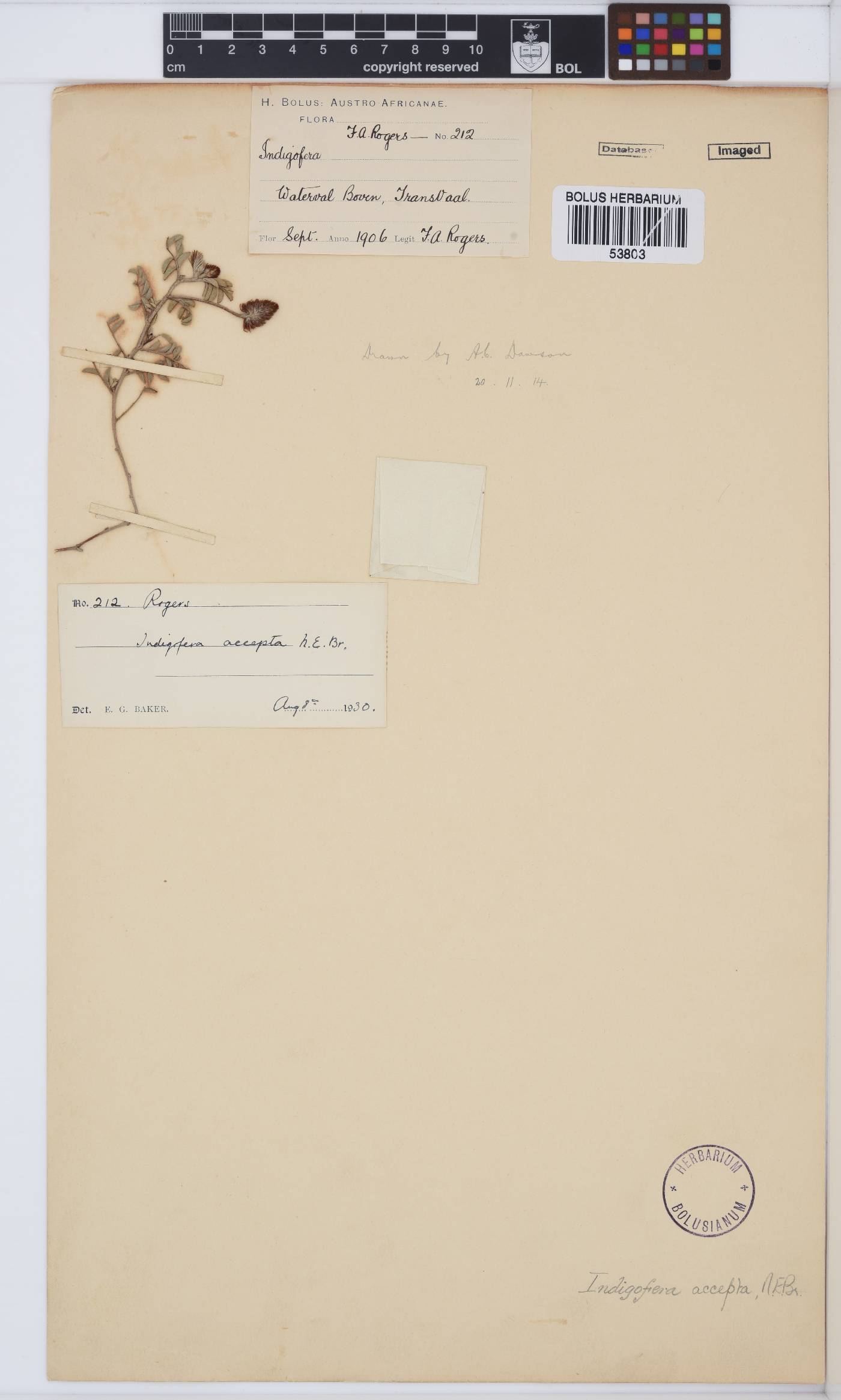 Indigofera setiflora image