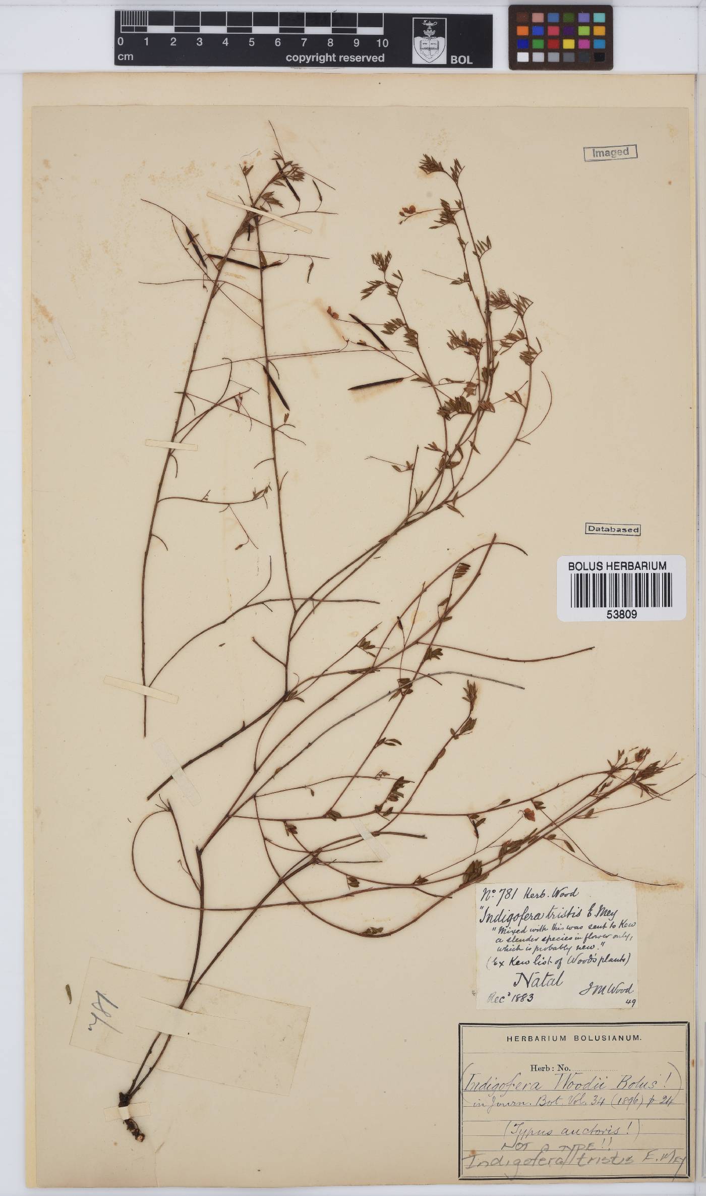 Indigofera tristis image