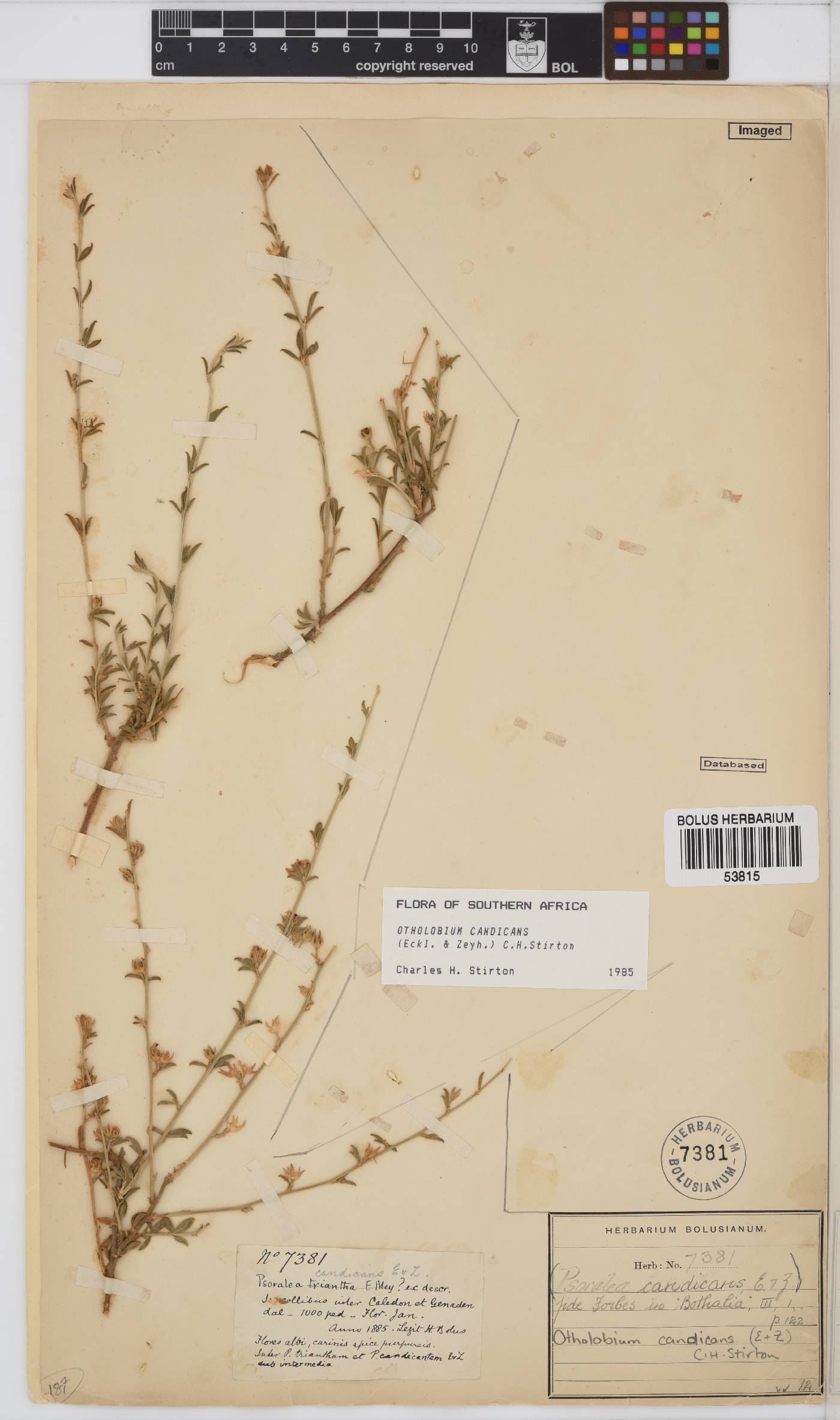 Otholobium candicans image