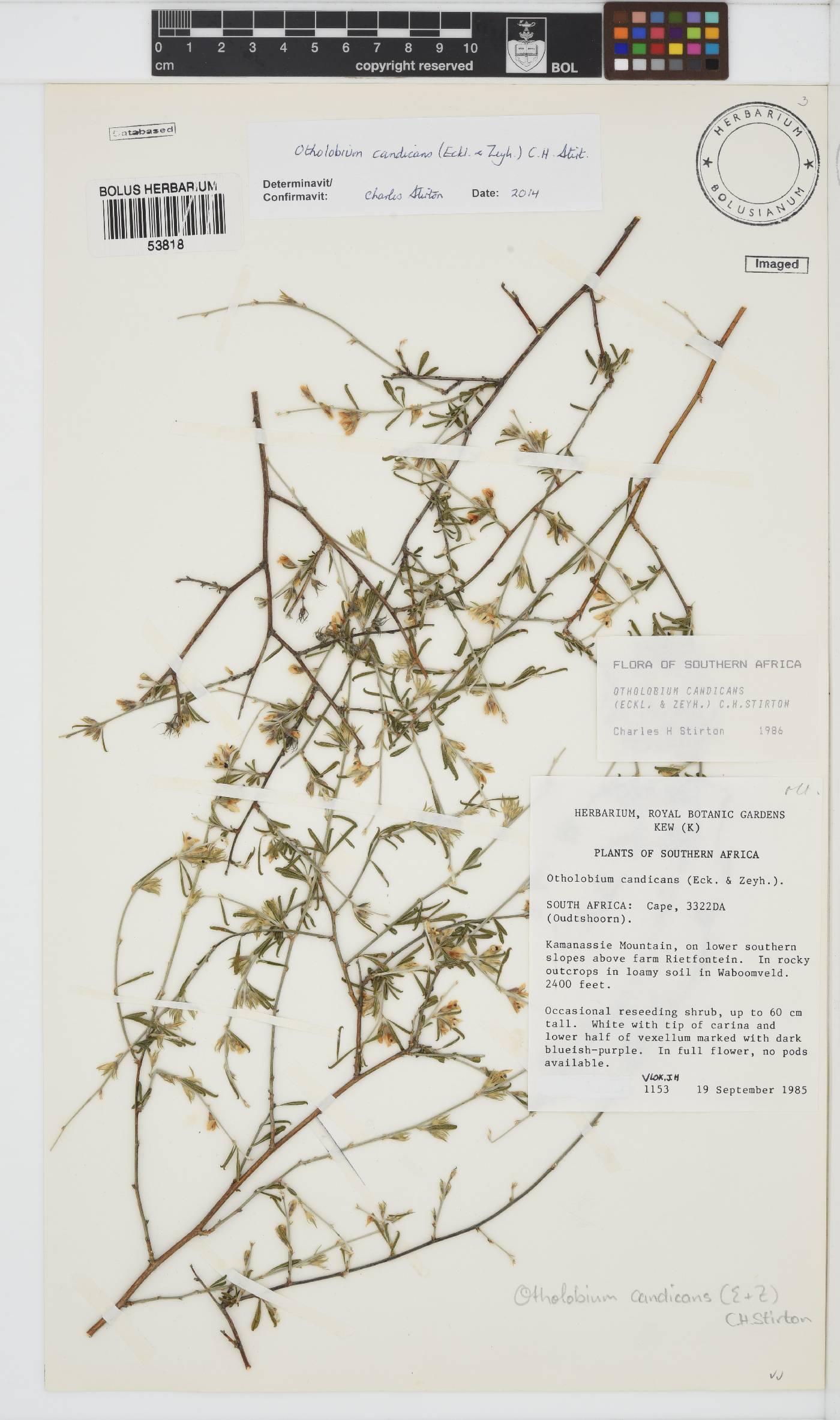 Otholobium candicans image