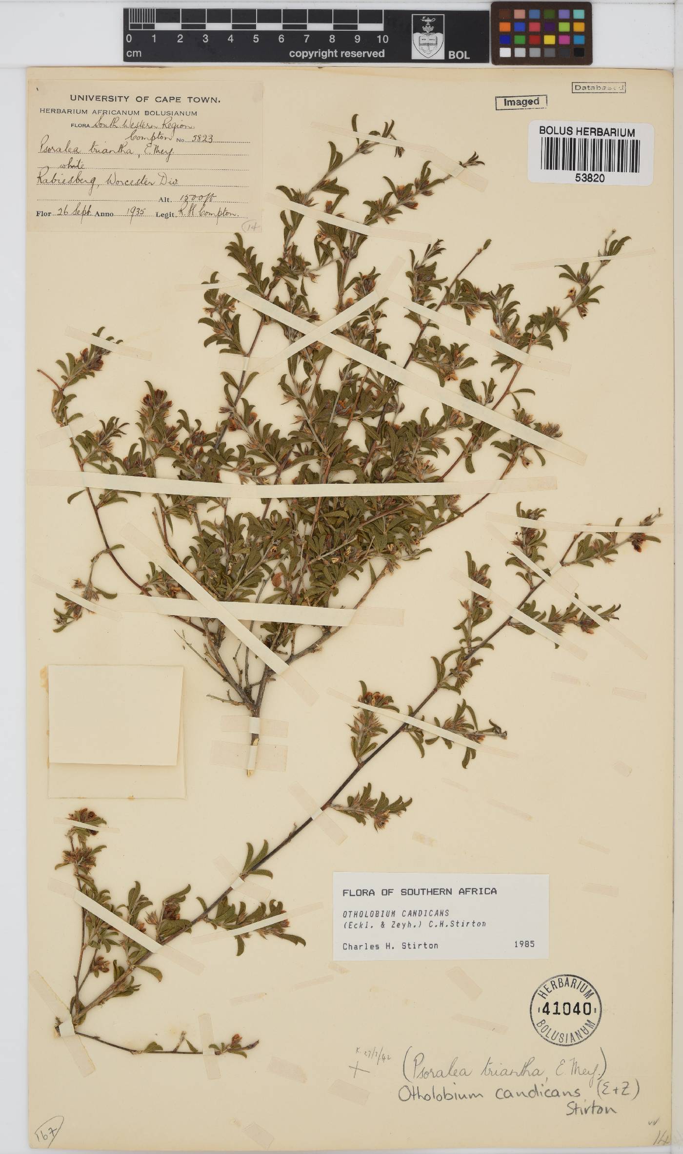 Otholobium candicans image