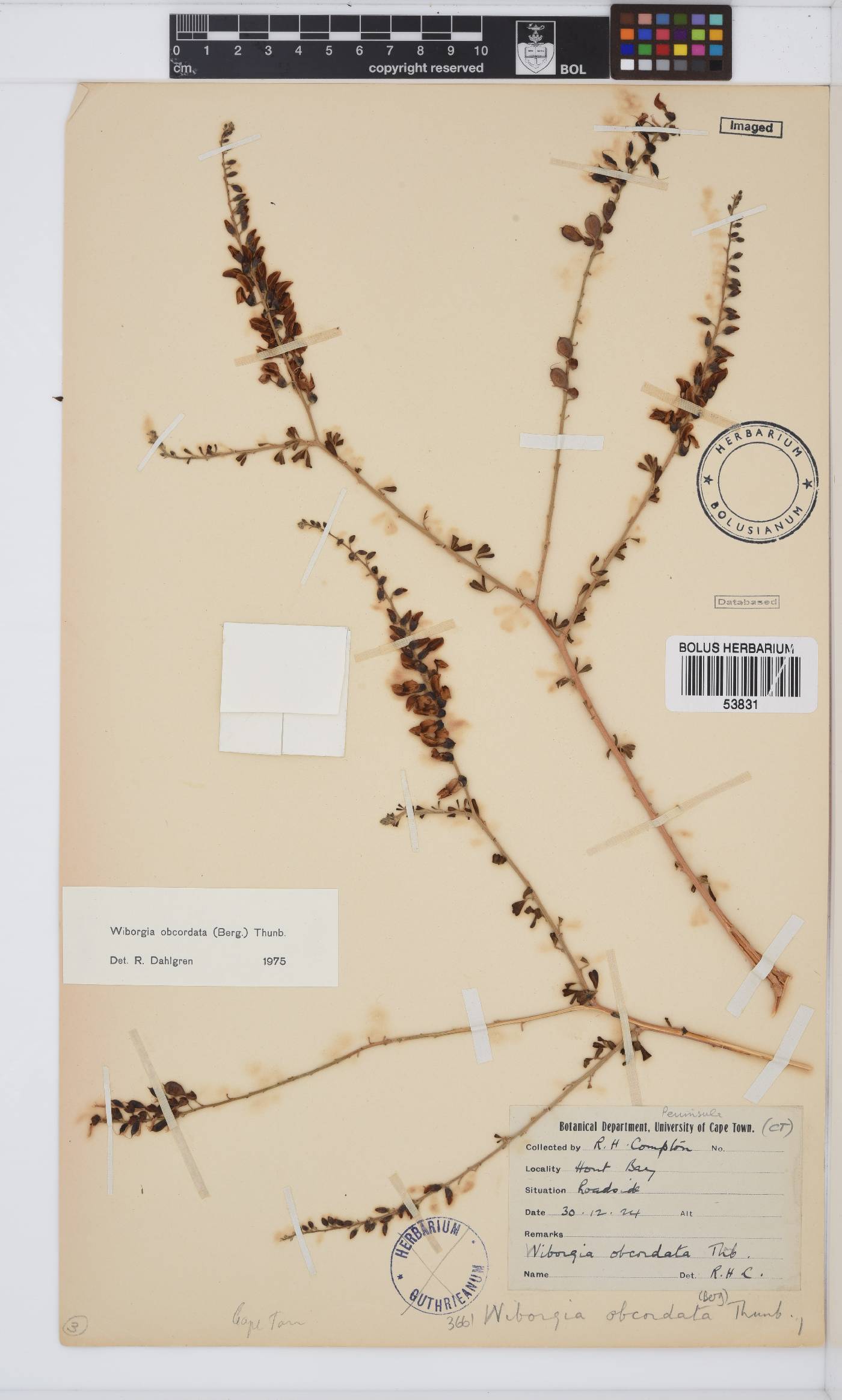 Wiborgia obcordata image