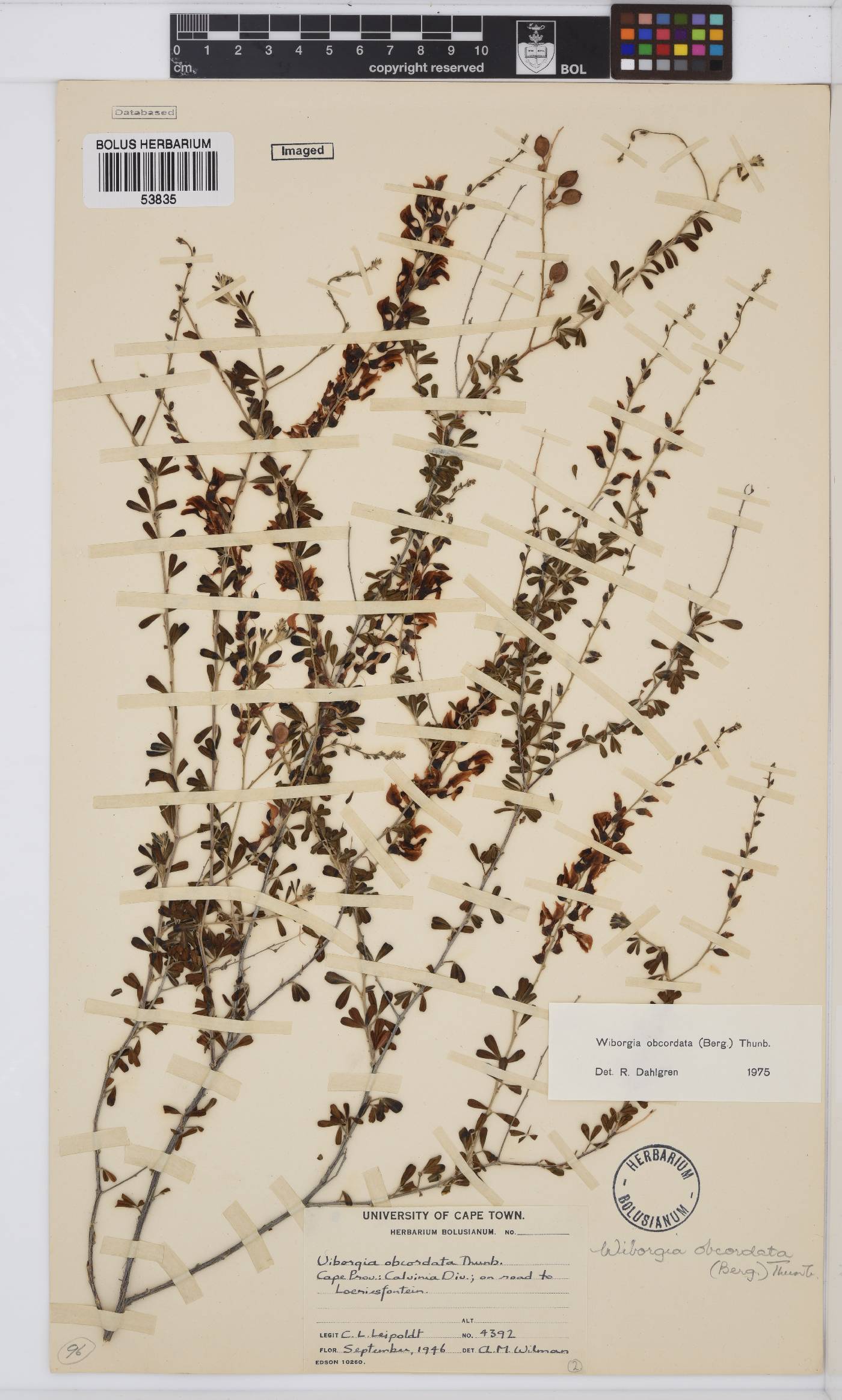 Wiborgia obcordata image