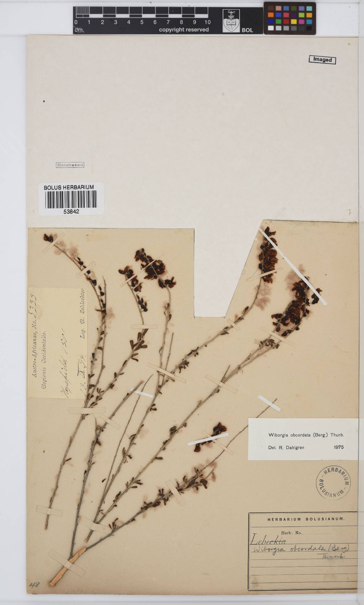 Wiborgia image