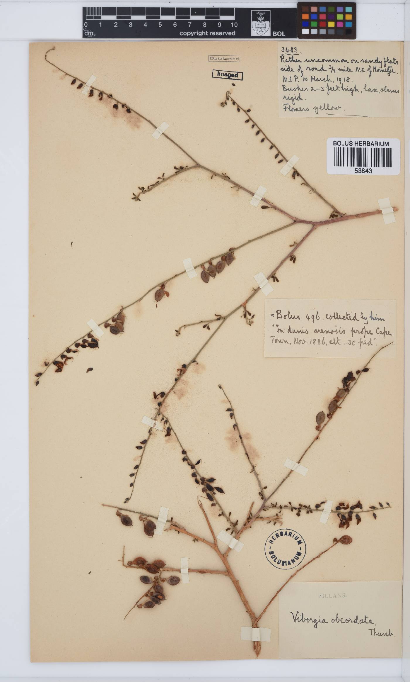 Wiborgia obcordata image