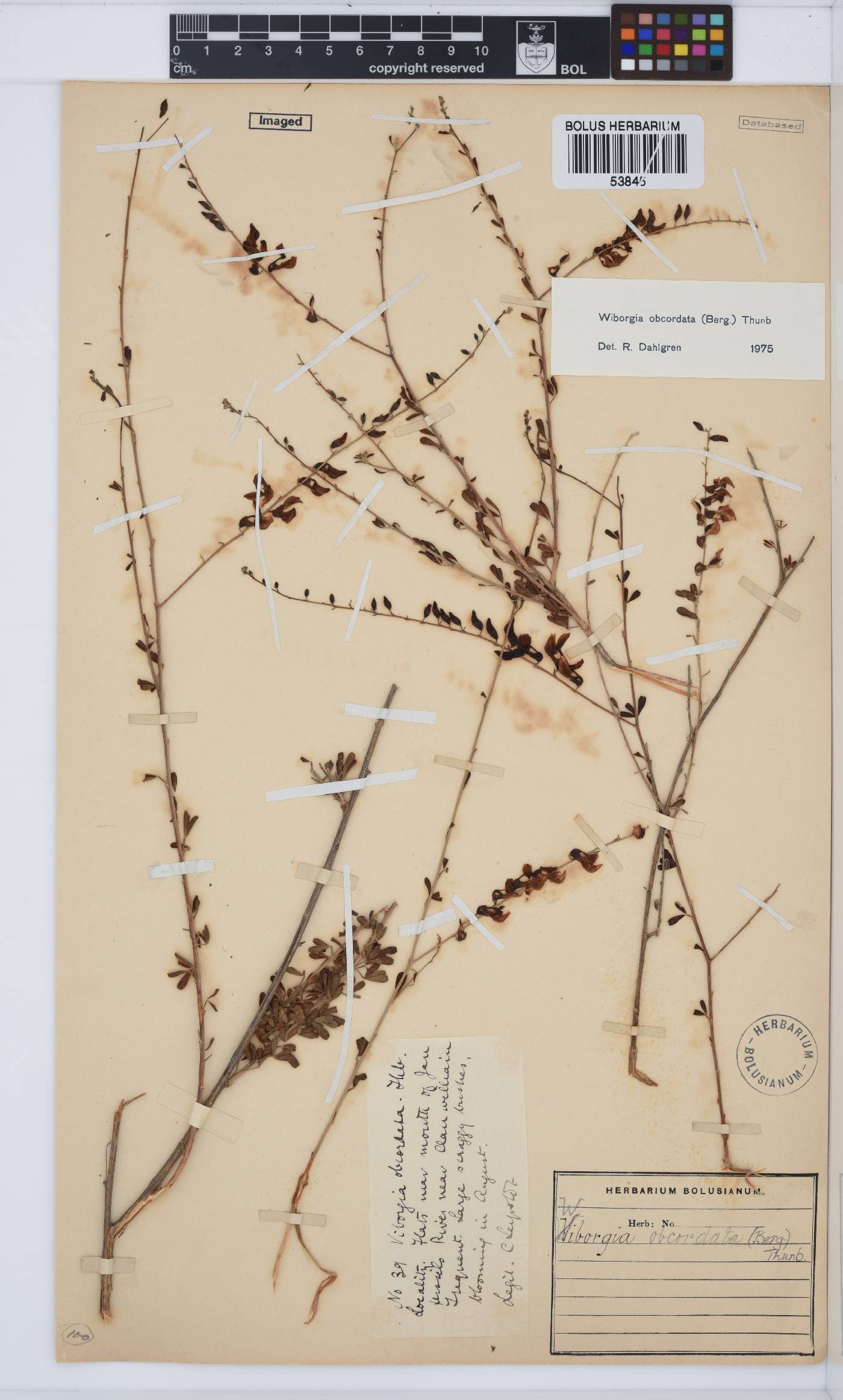 Wiborgia obcordata image
