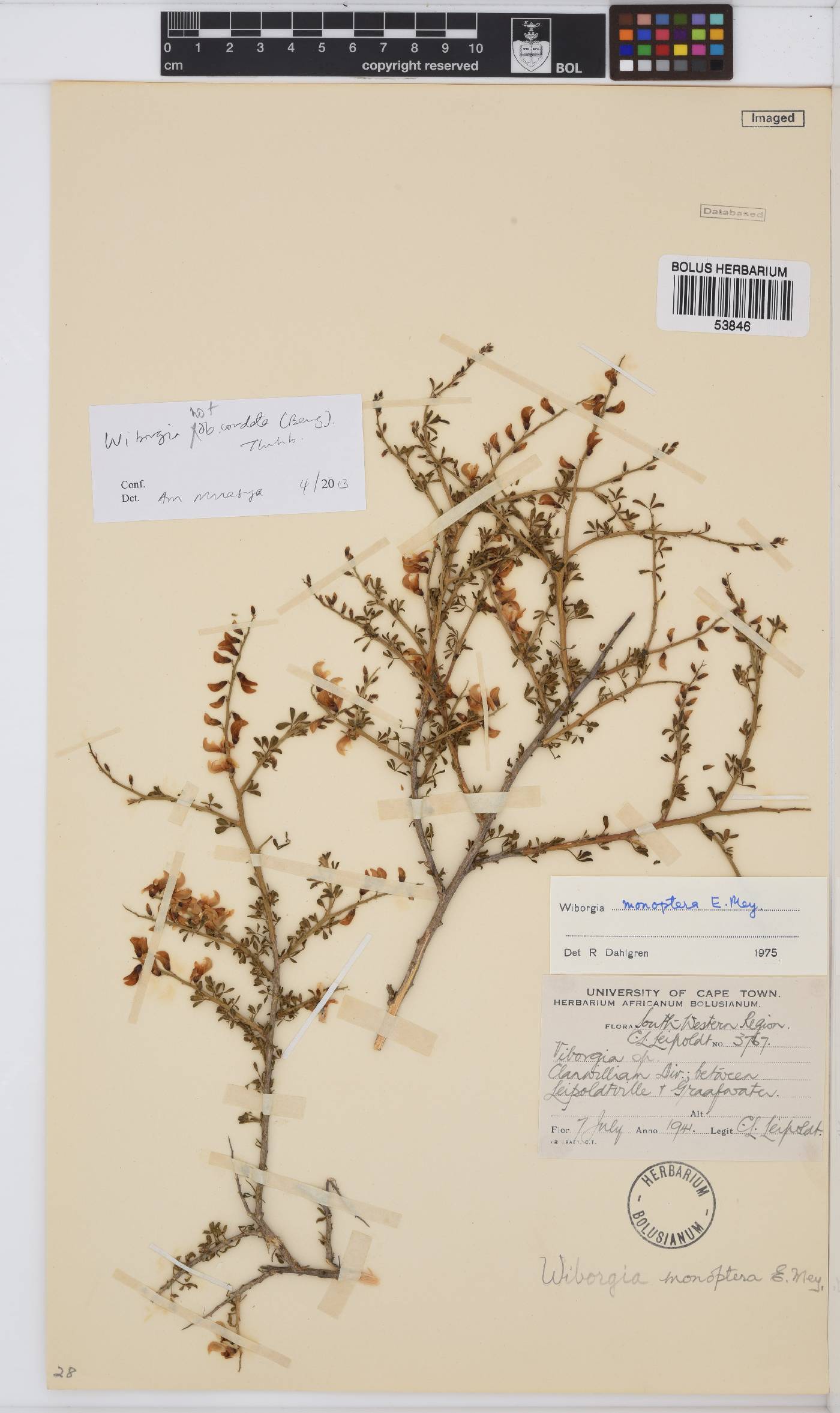 Wiborgia obcordata image