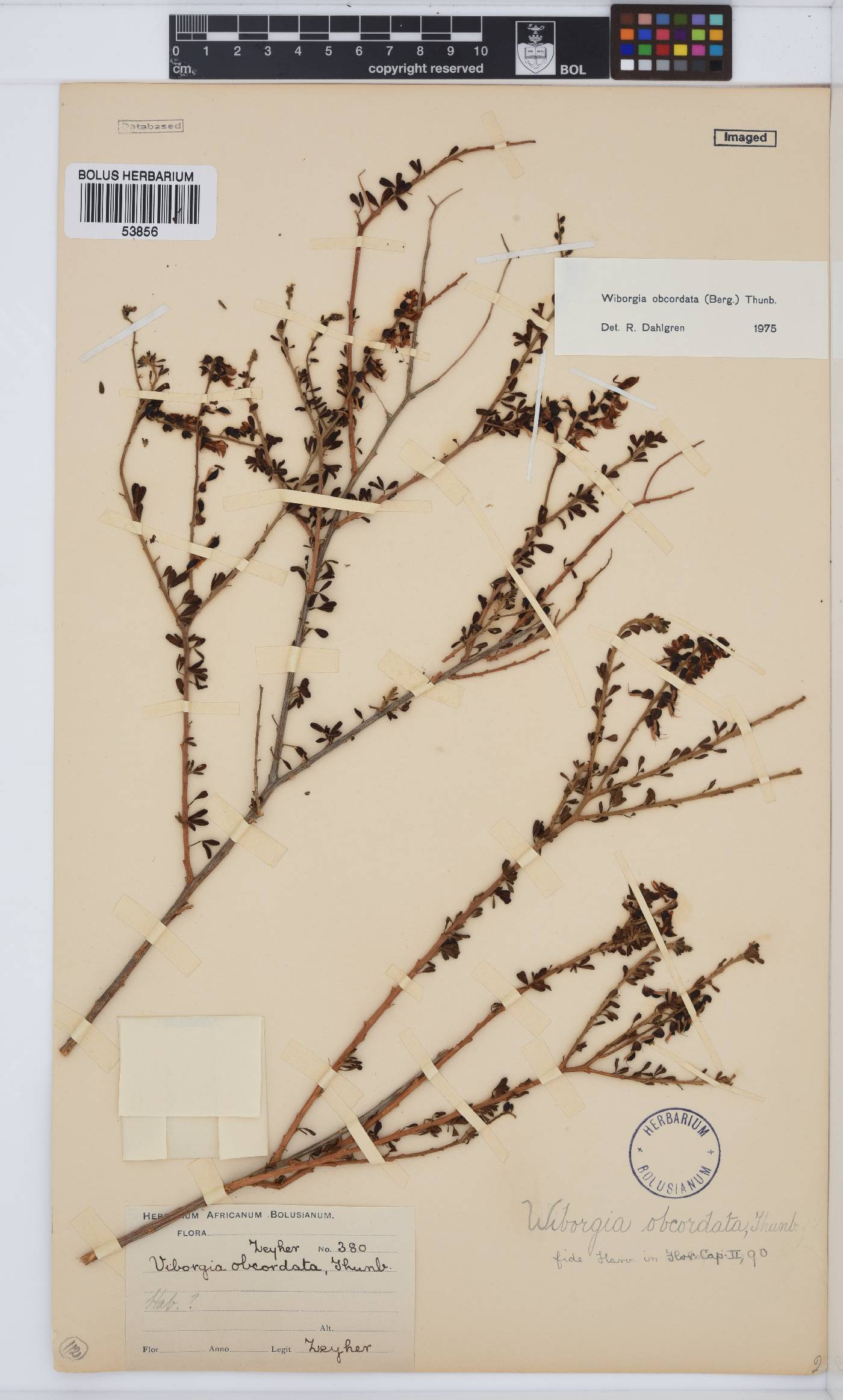 Wiborgia obcordata image