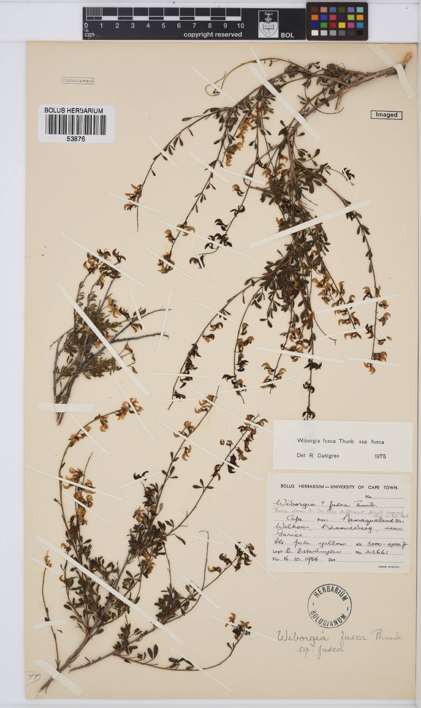 Wiborgia fusca subsp. fusca image