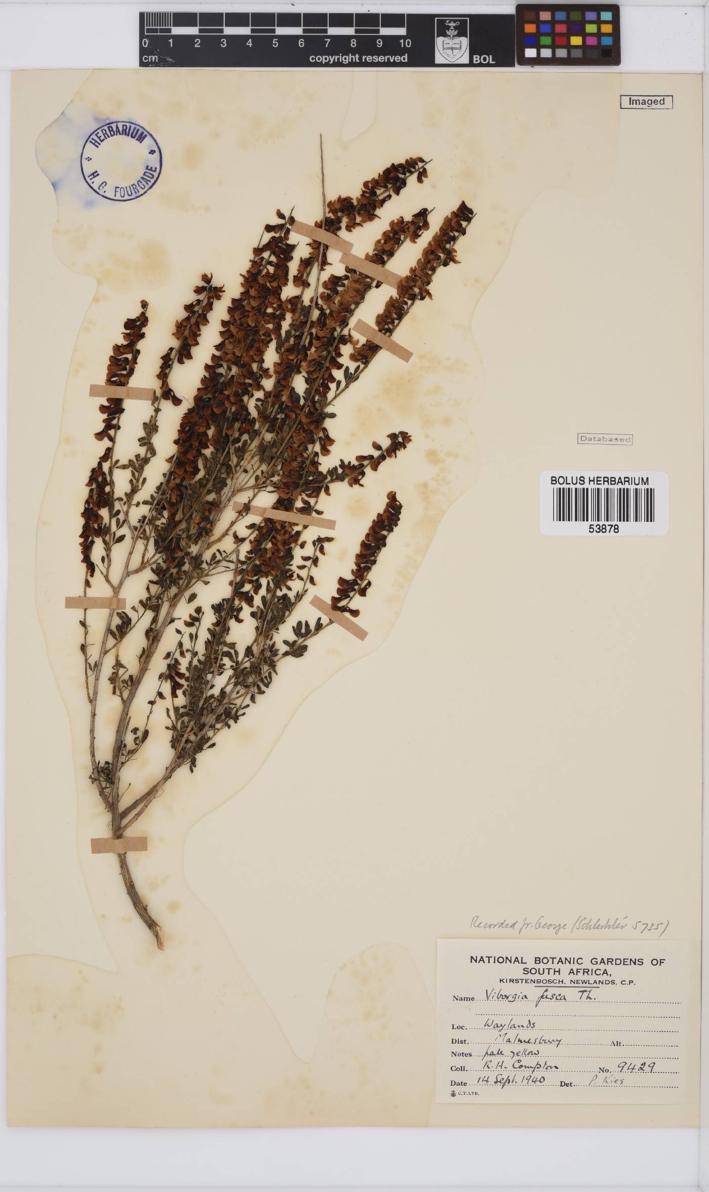 Wiborgia fusca image
